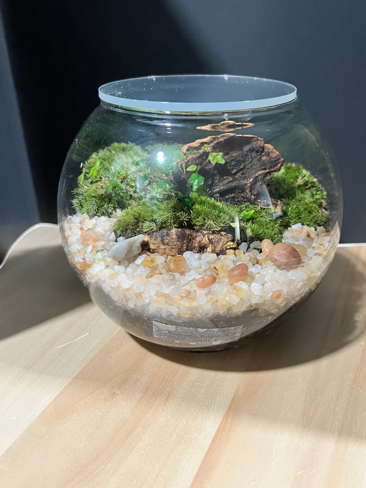 Terrarium 686