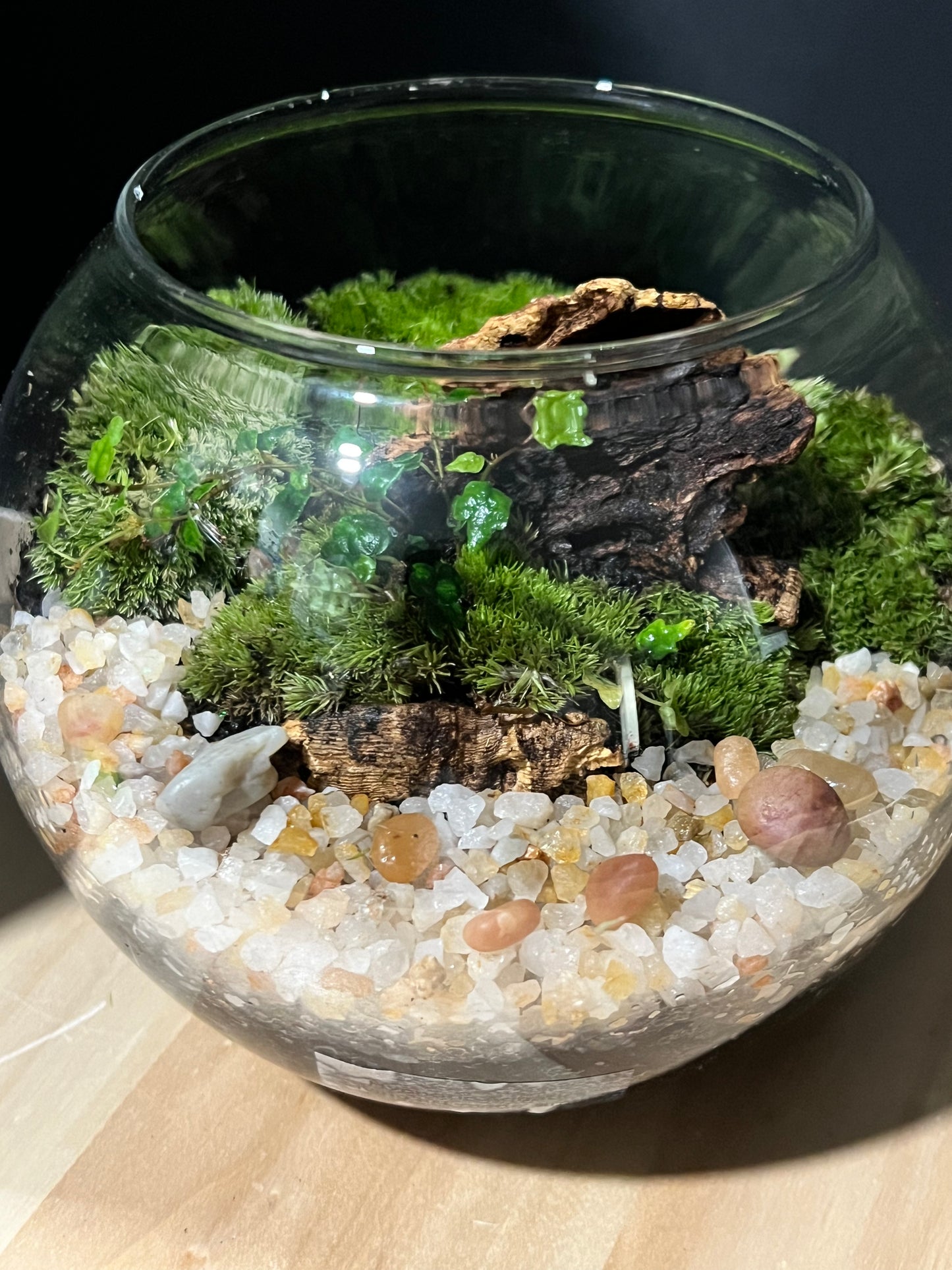 Terrarium 686