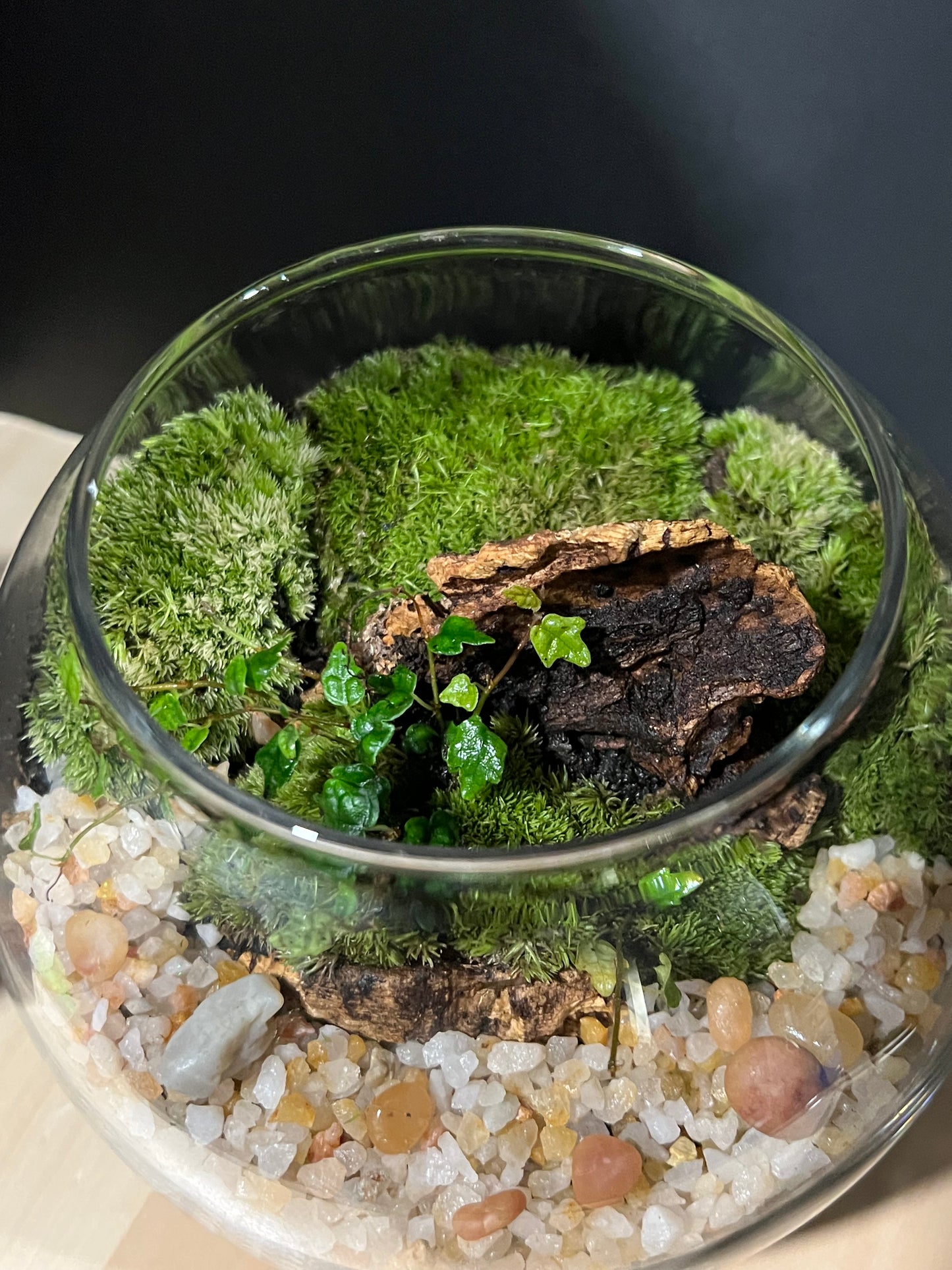 Terrarium 686
