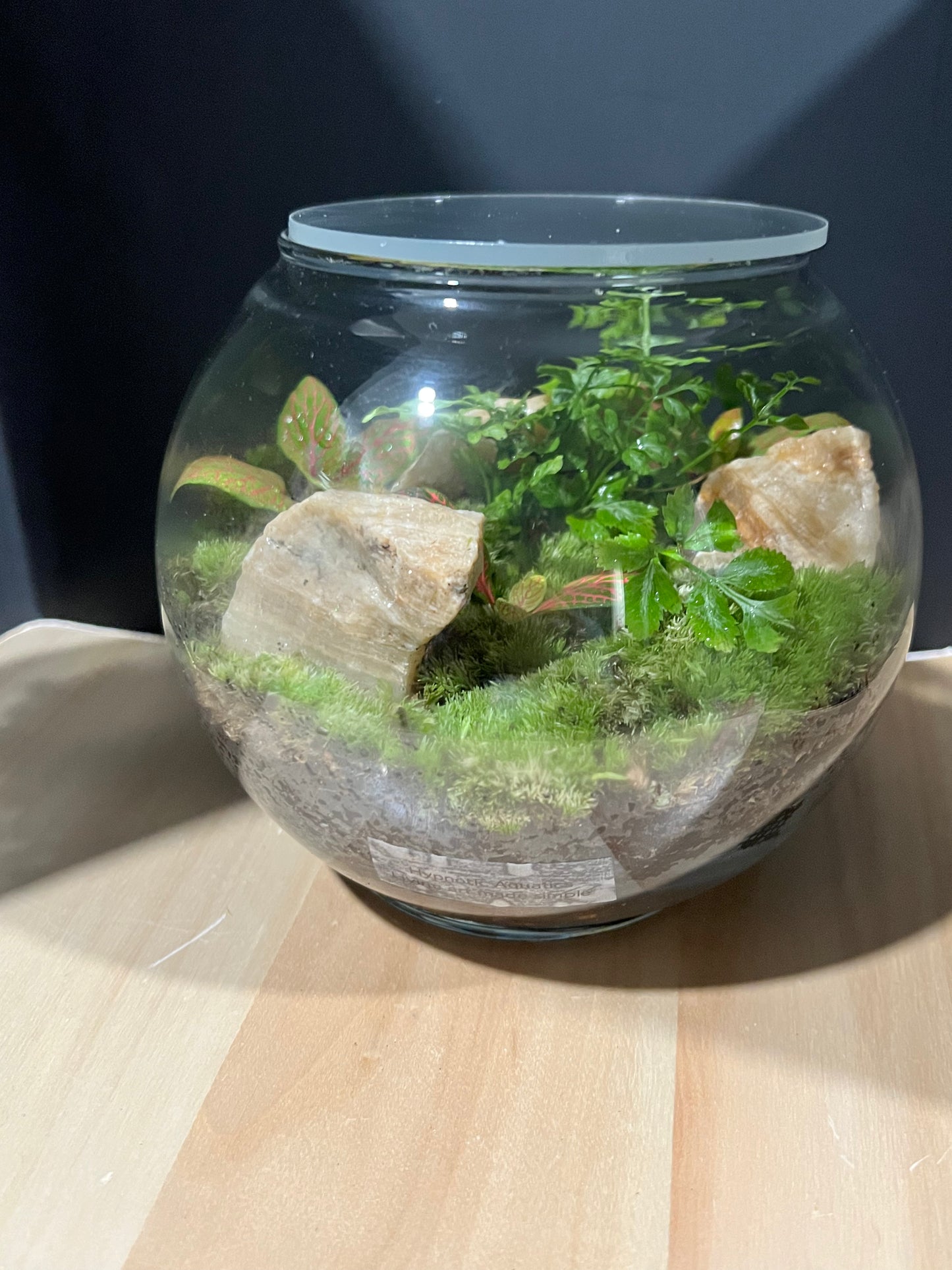 Terrarium 687