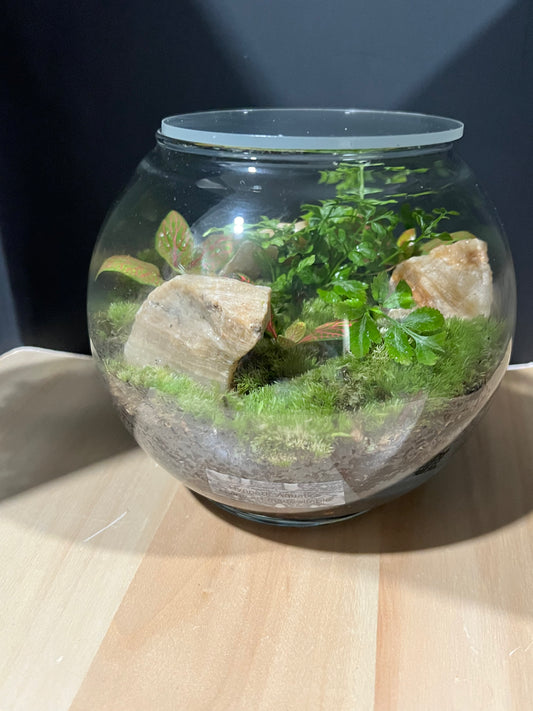 Terrarium 687