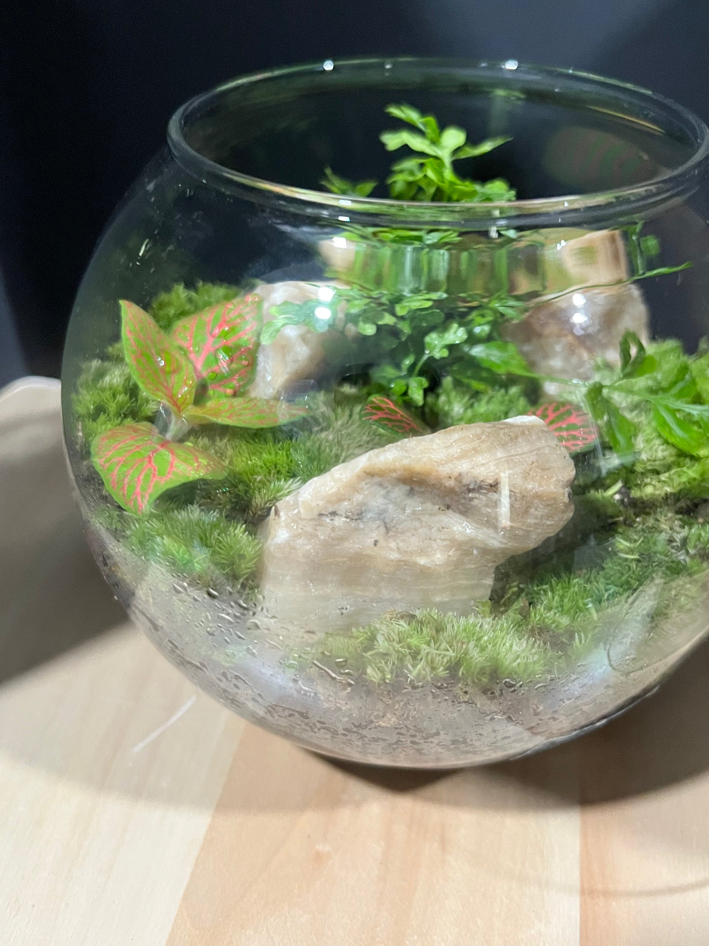 Terrarium 687