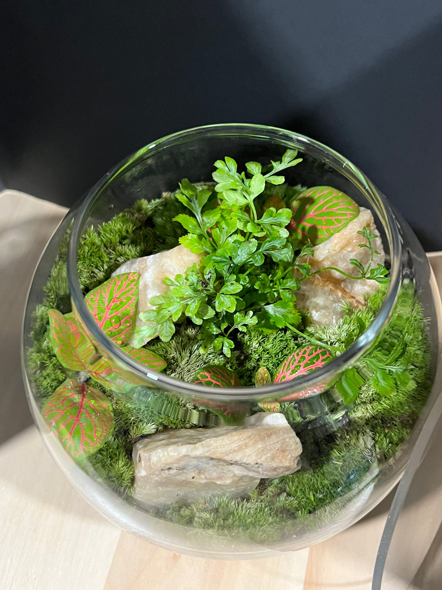 Terrarium 687