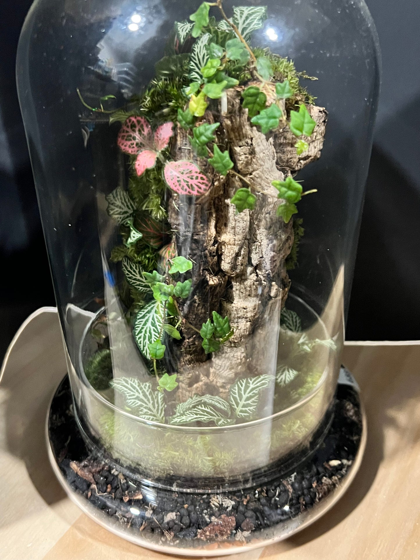 Terrarium 688