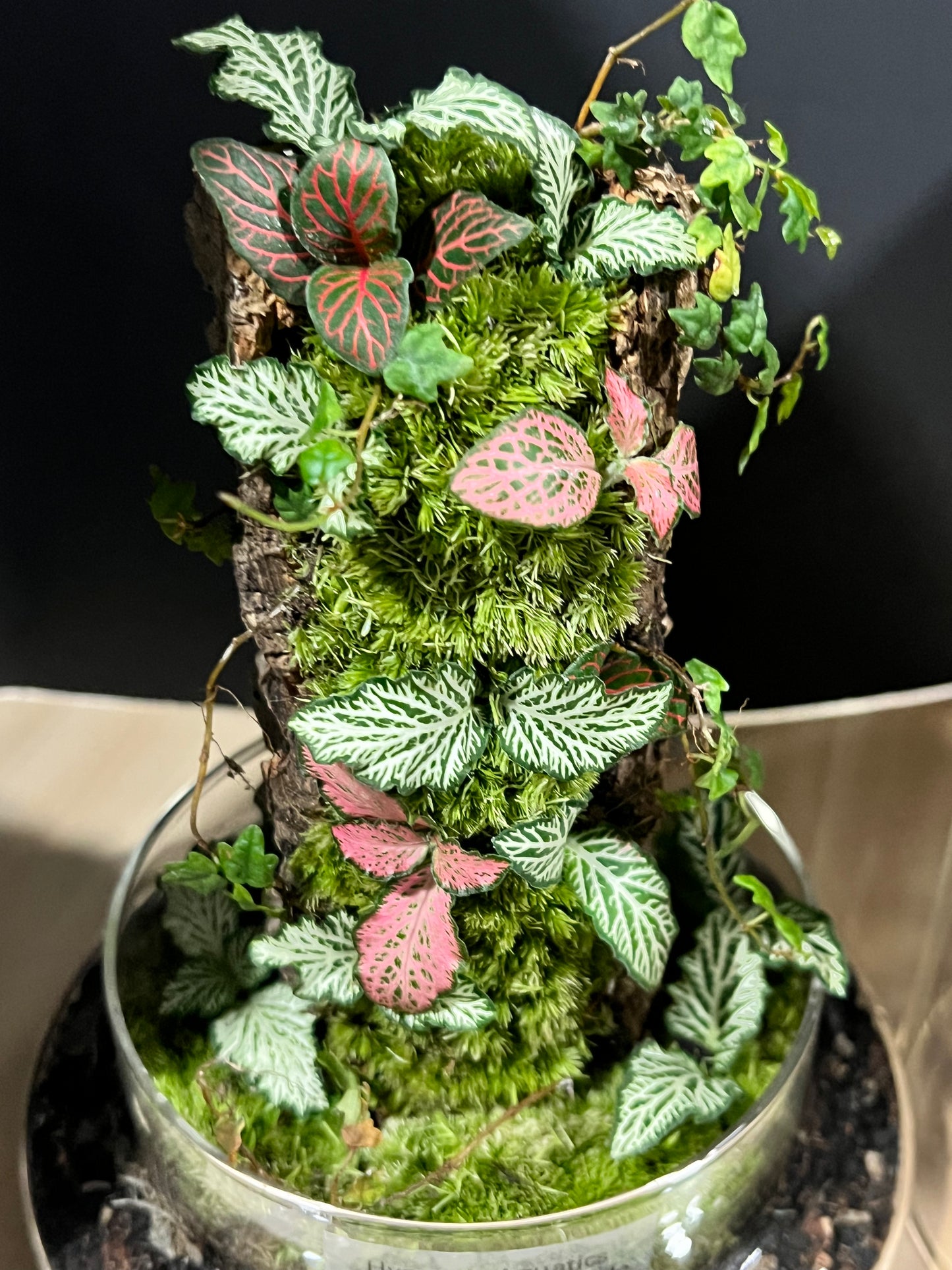 Terrarium 688