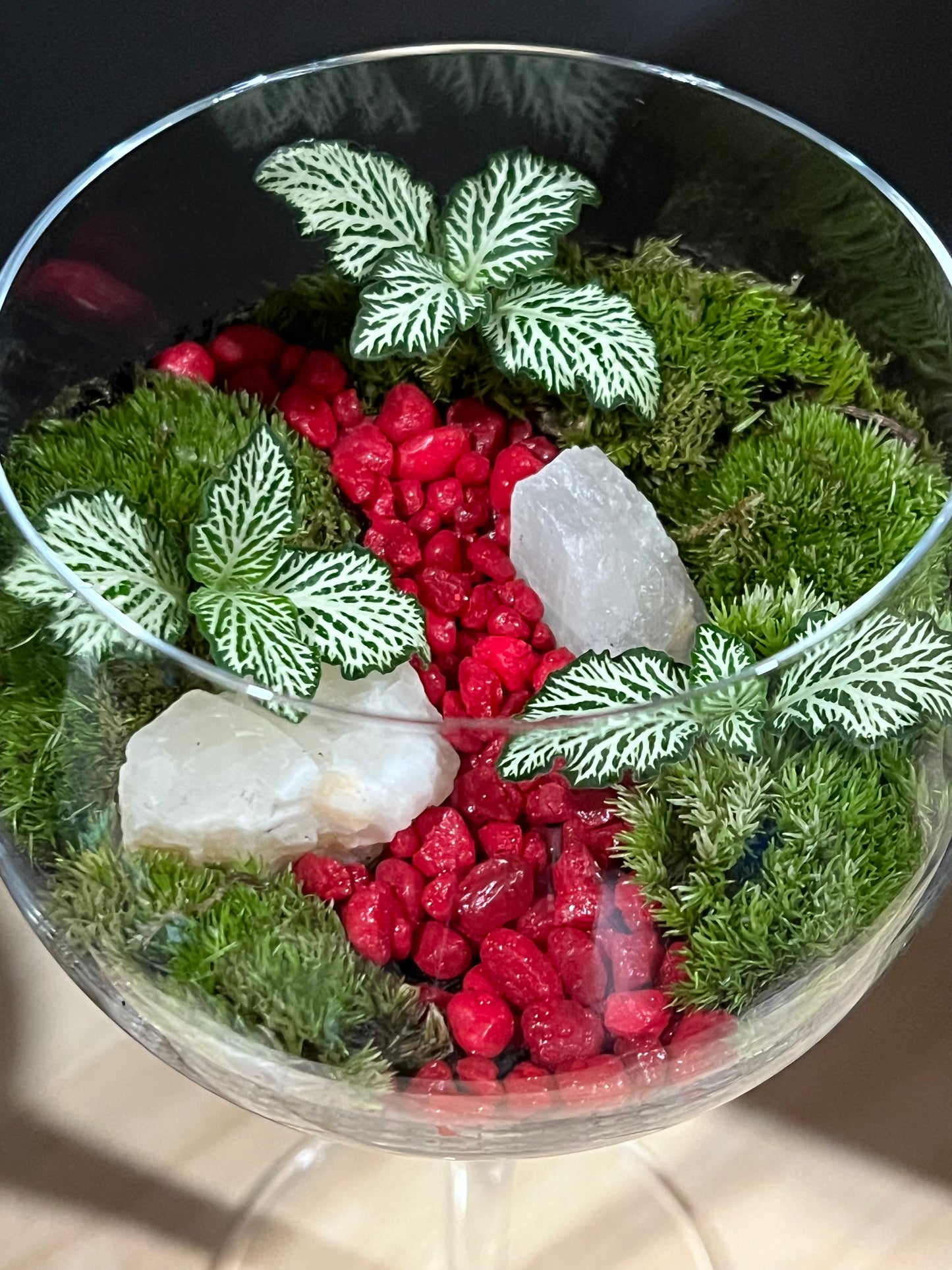 Terrarium 689