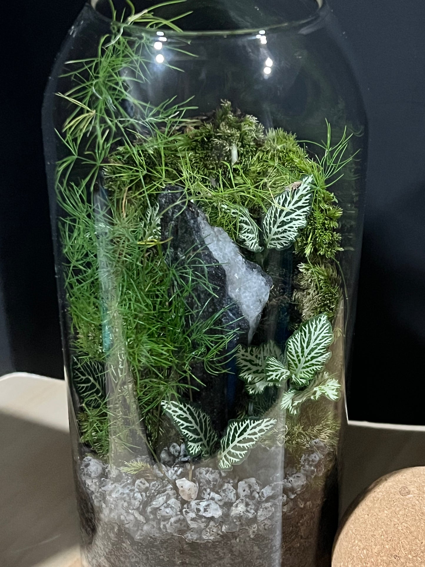 Terrarium 691