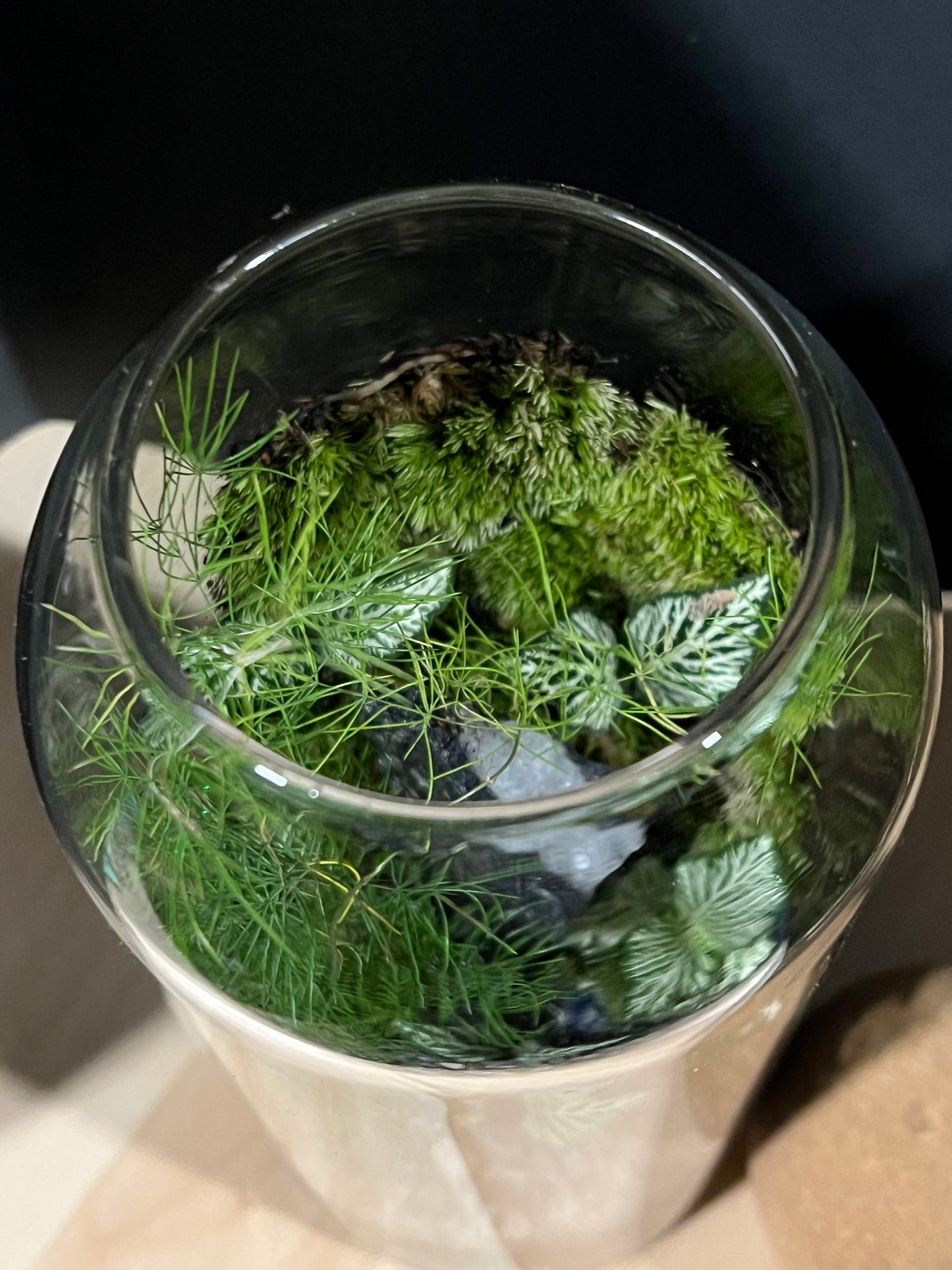 Terrarium 691