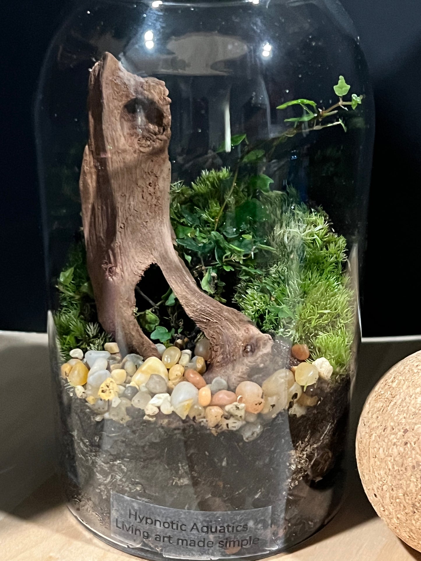 Terrarium 692