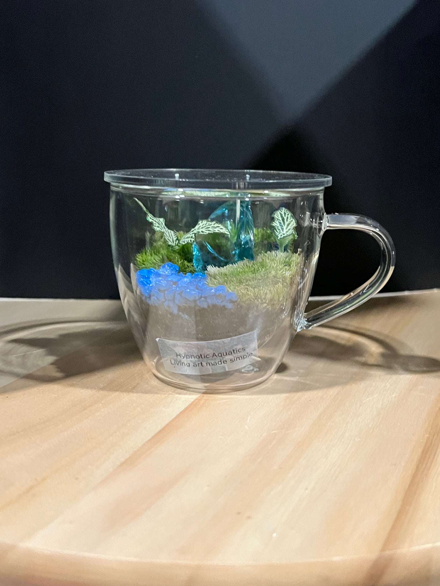 Terrarium 694