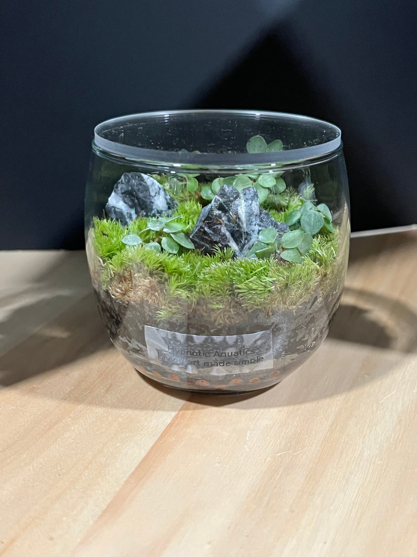 Terrarium 695