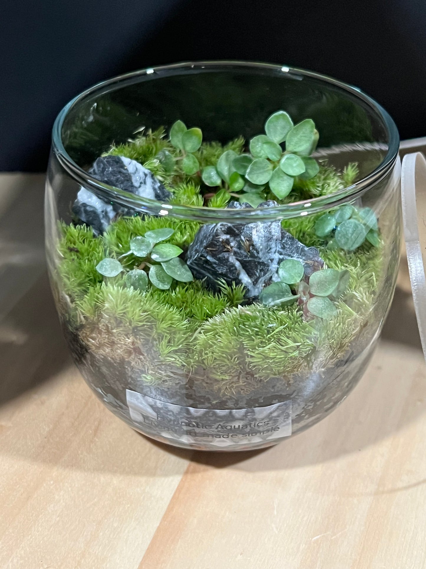 Terrarium 695