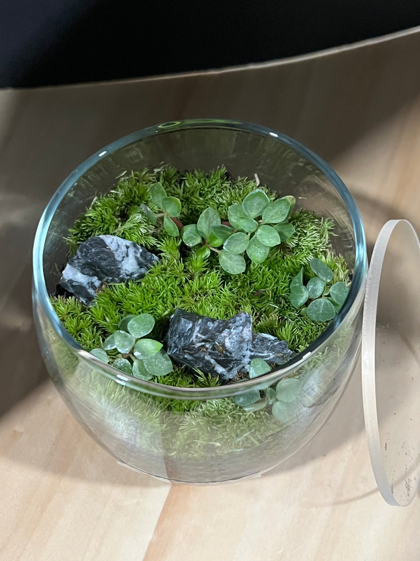 Terrarium 695