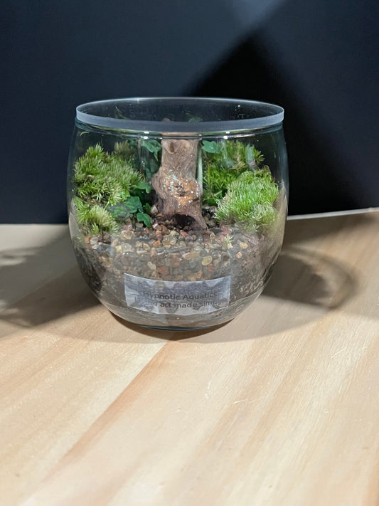Terrarium 696