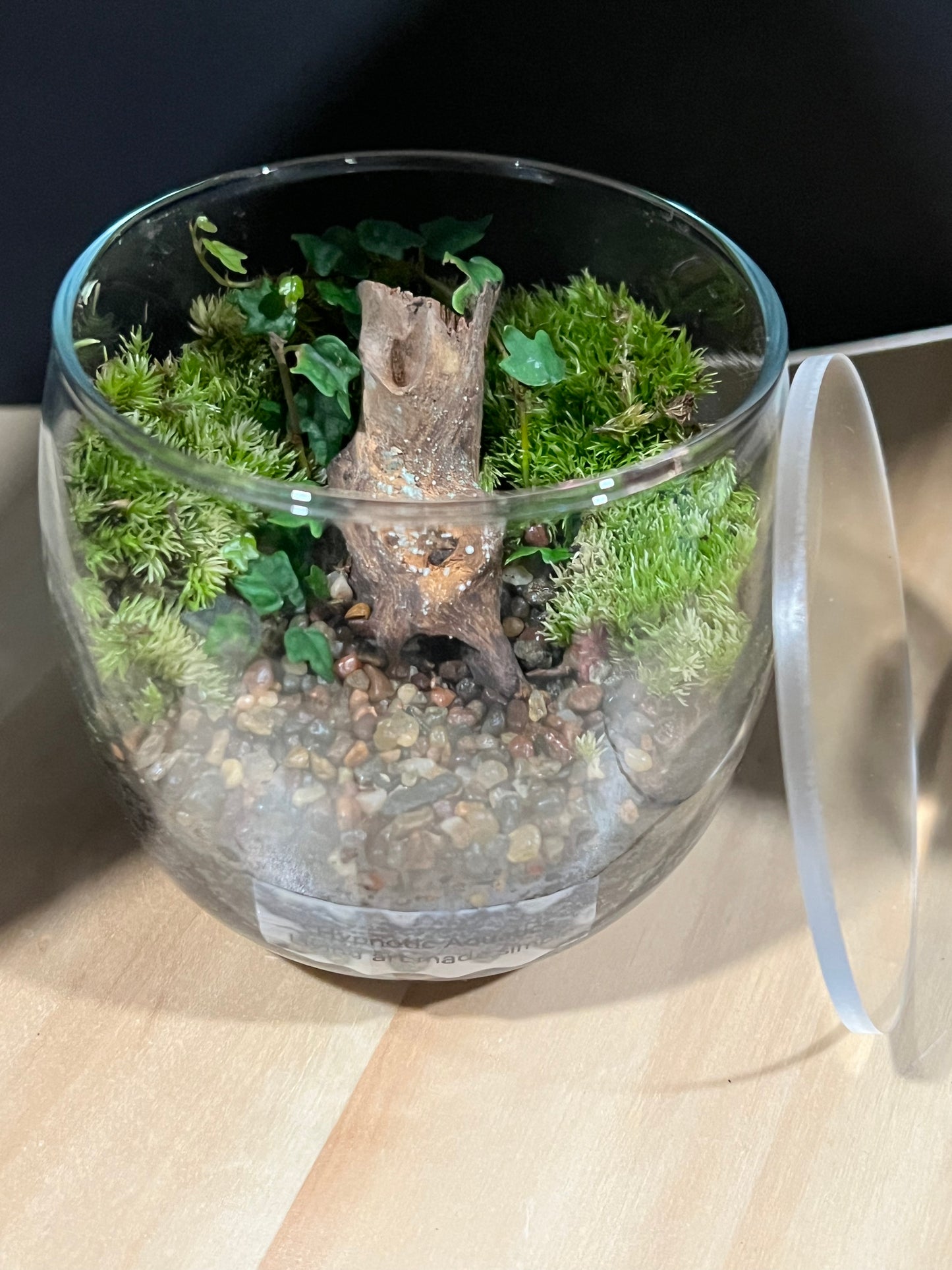 Terrarium 696