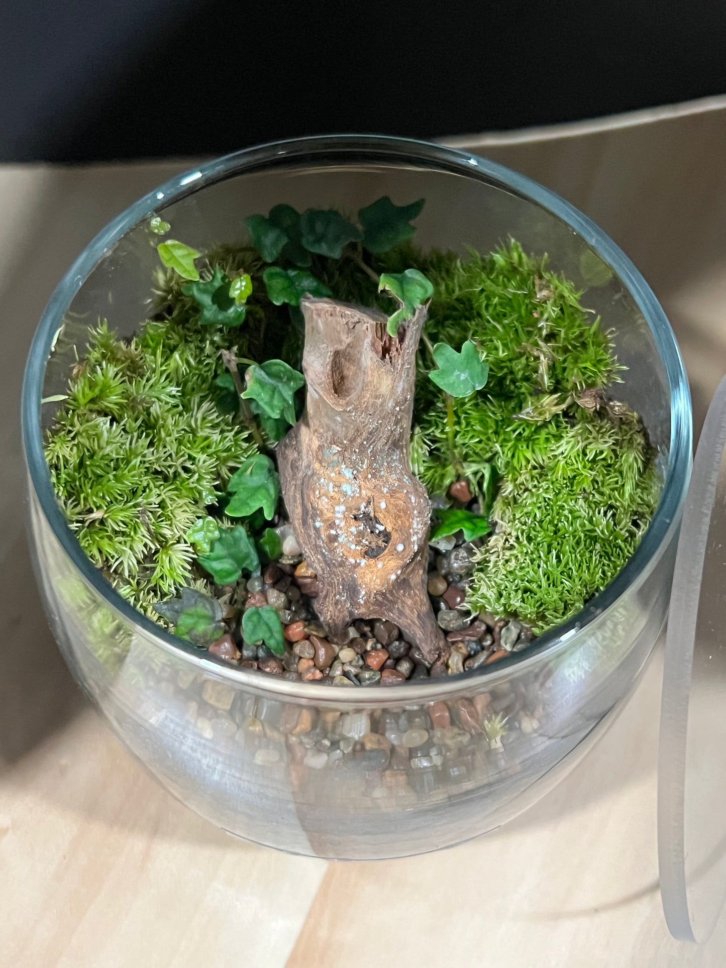 Terrarium 696