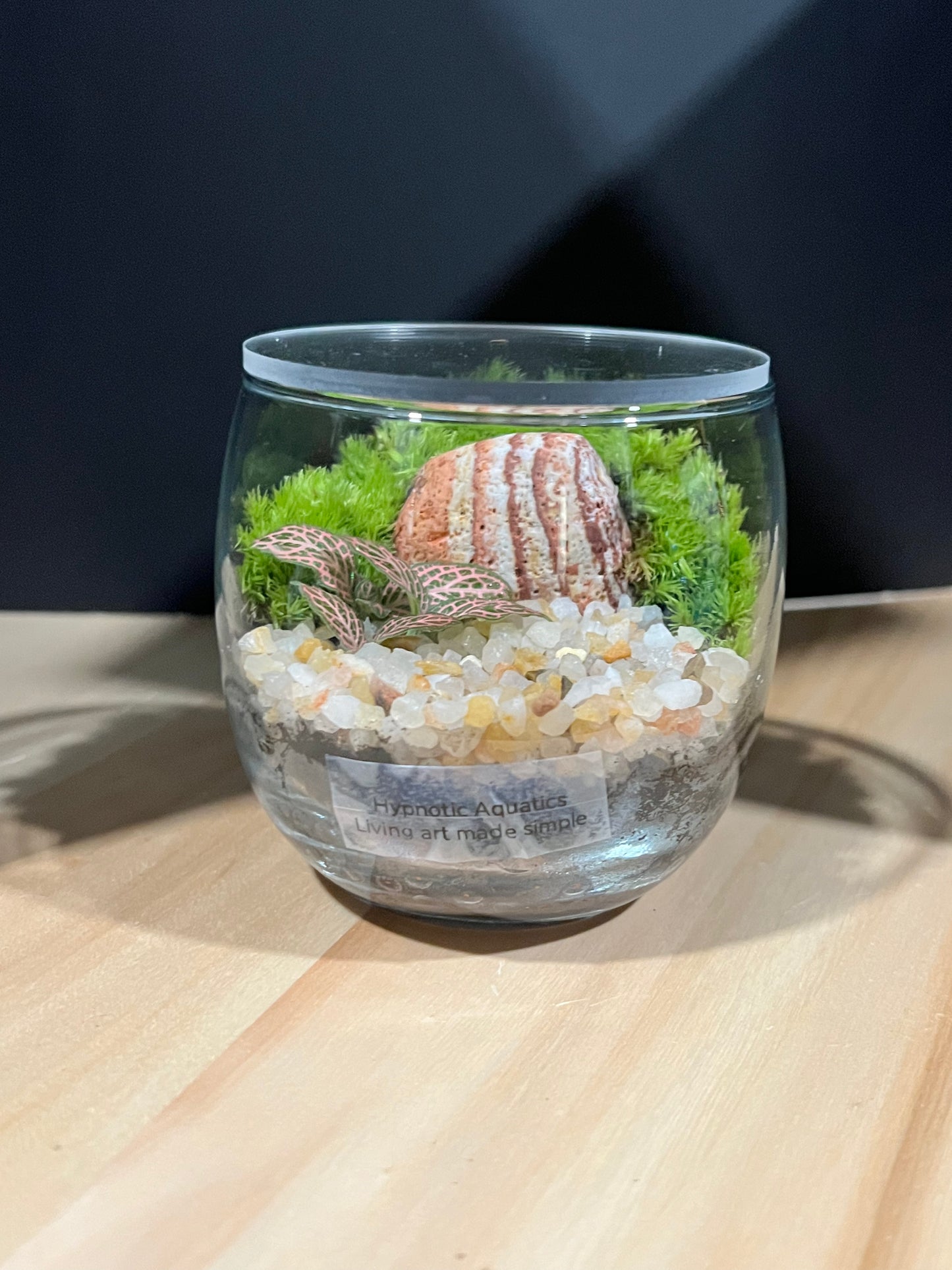 Terrarium 697