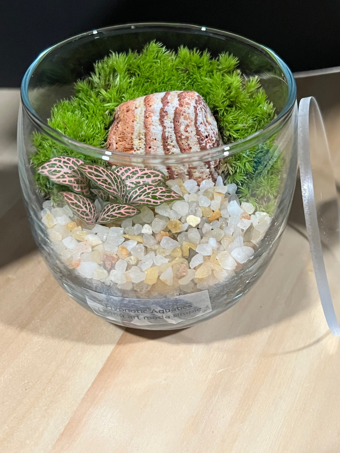 Terrarium 697
