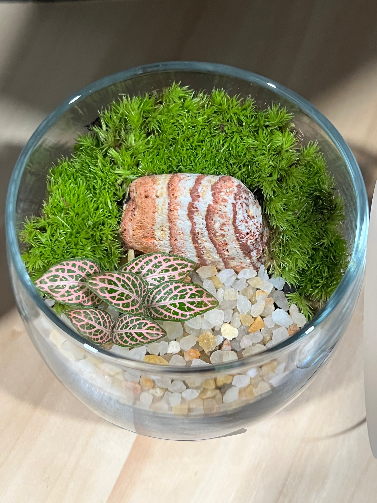 Terrarium 697