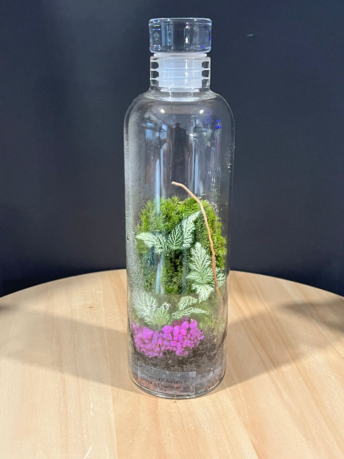 Terrarium 698