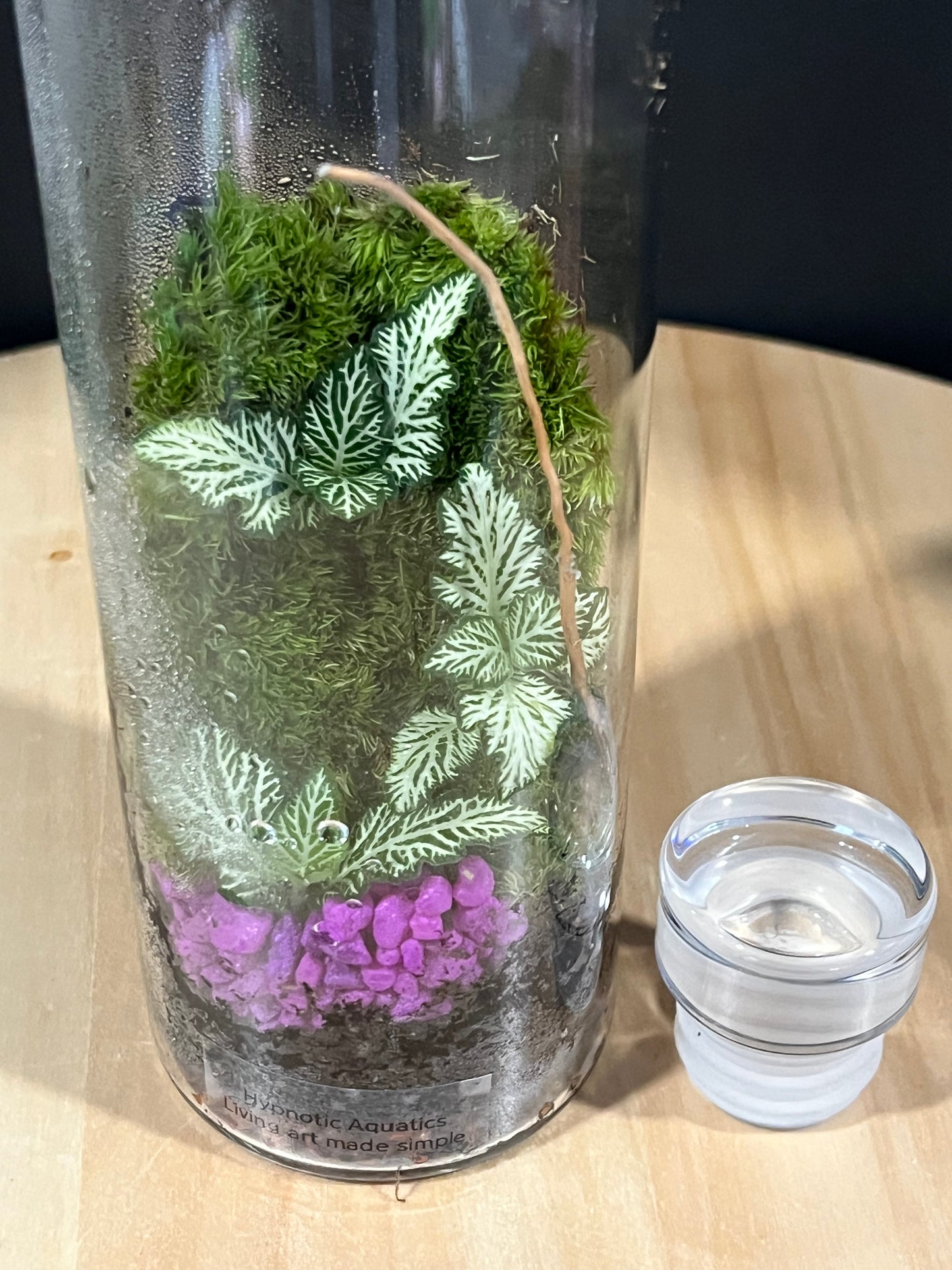 Terrarium 698