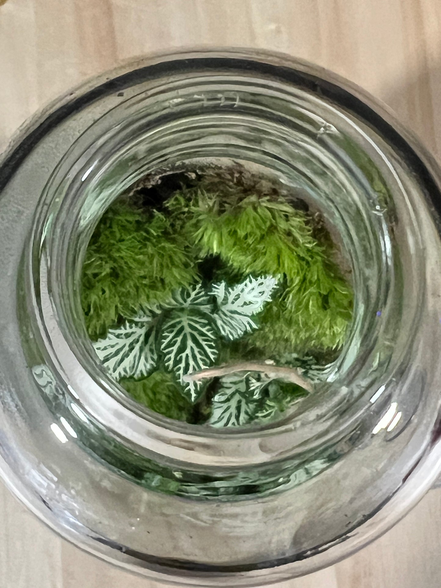 Terrarium 698