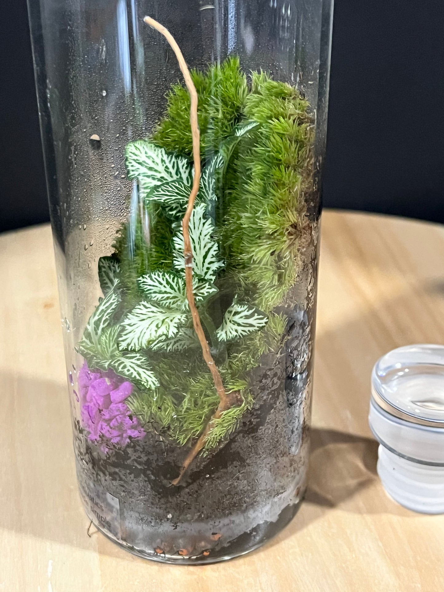 Terrarium 698