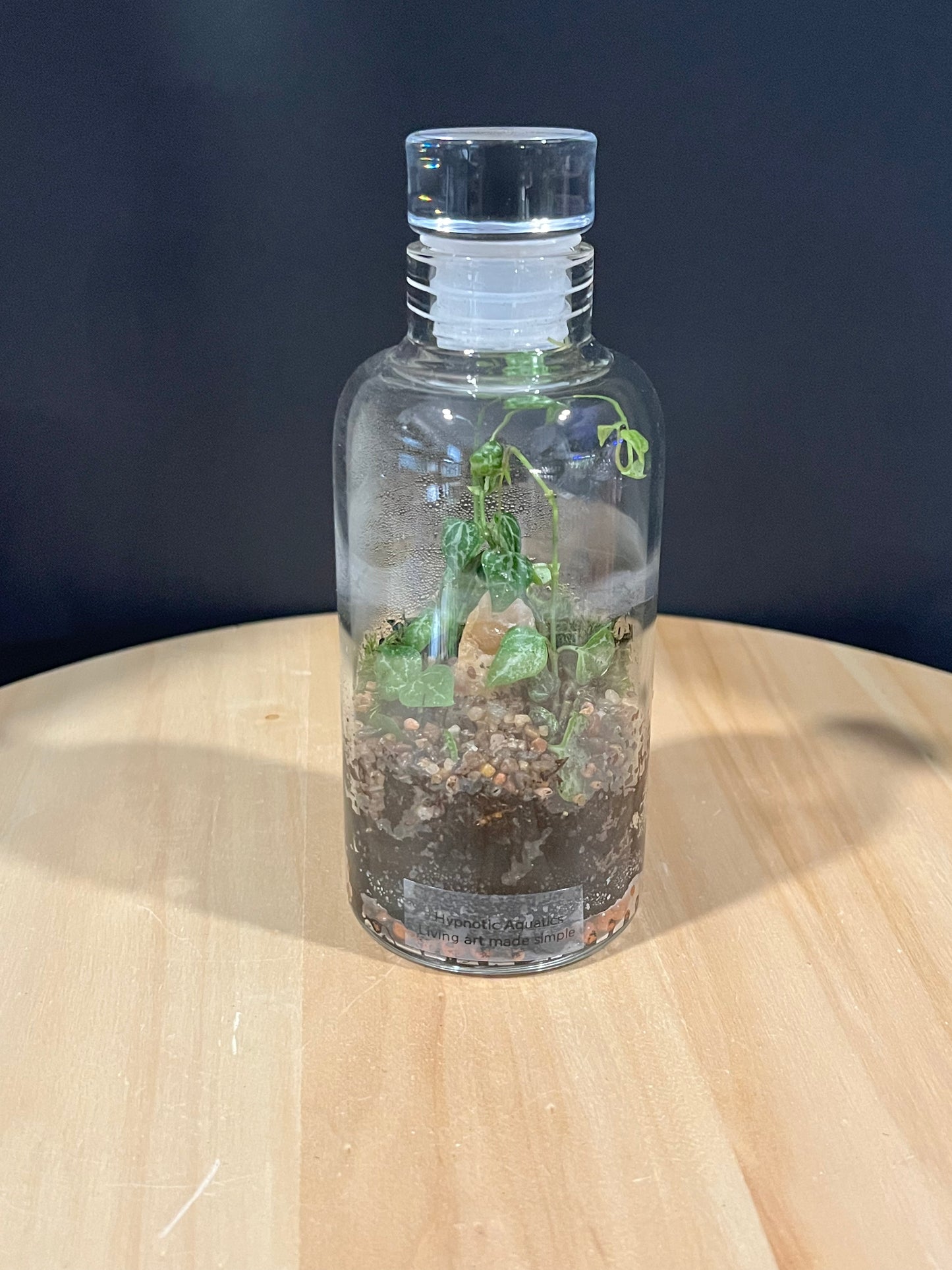 Terrarium 699