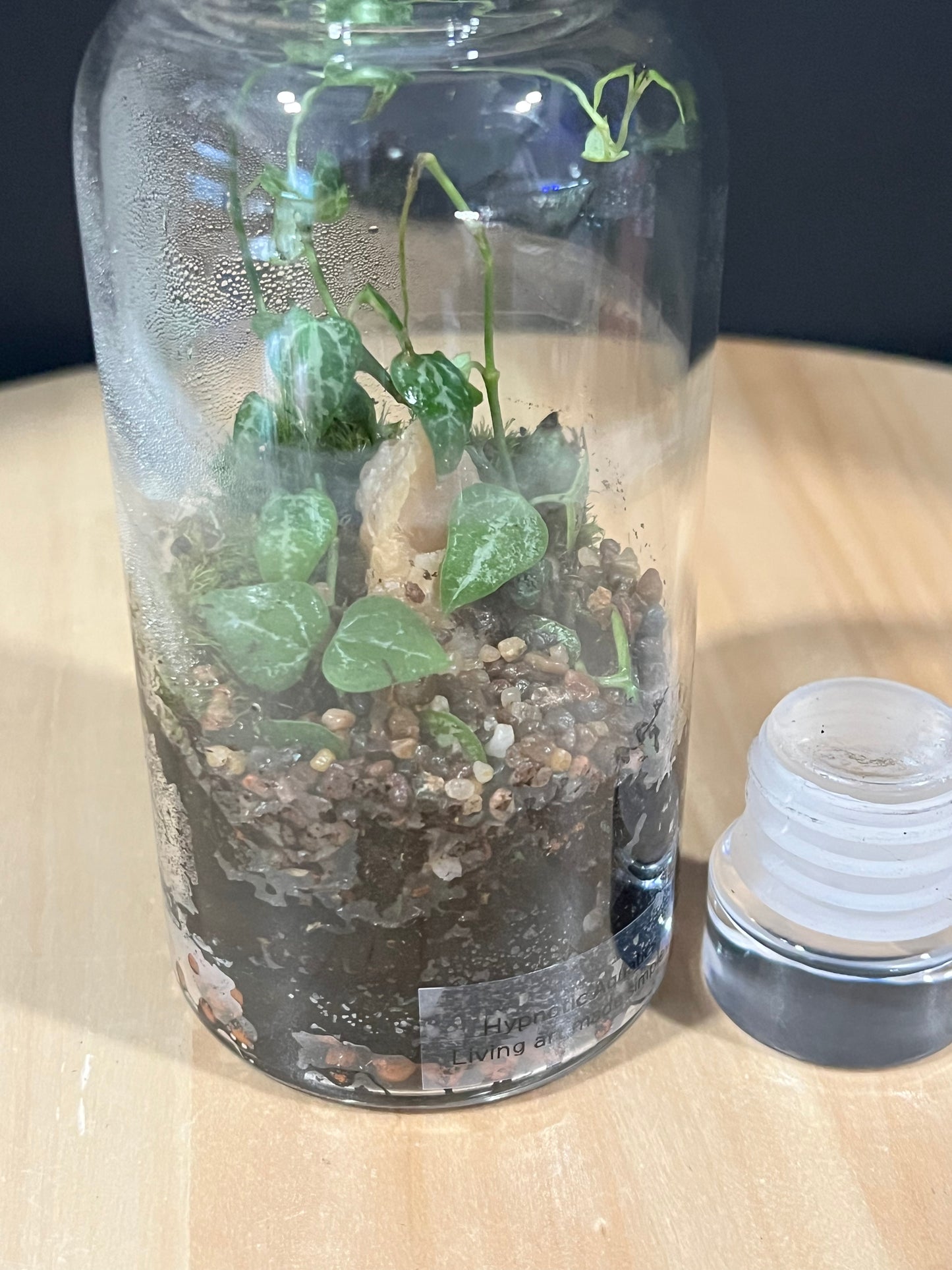 Terrarium 699