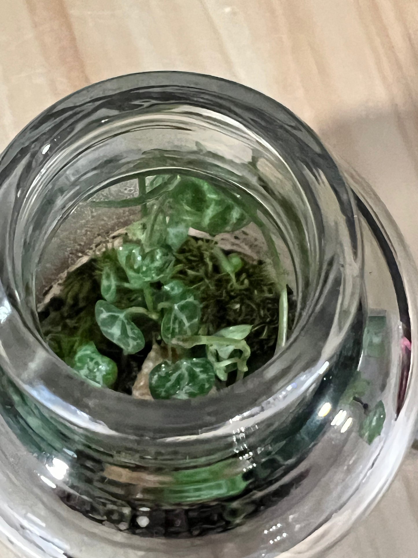Terrarium 699