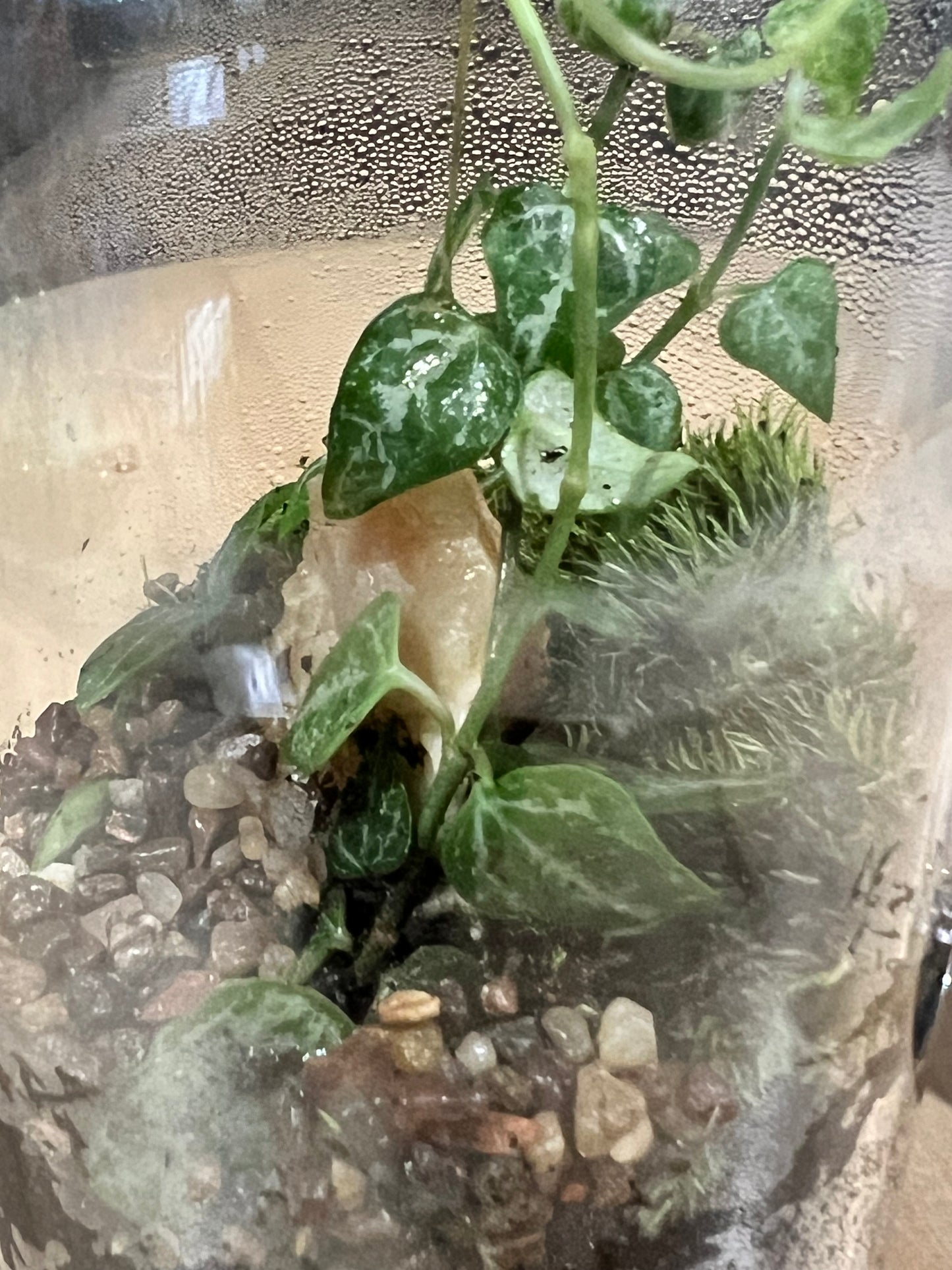 Terrarium 699