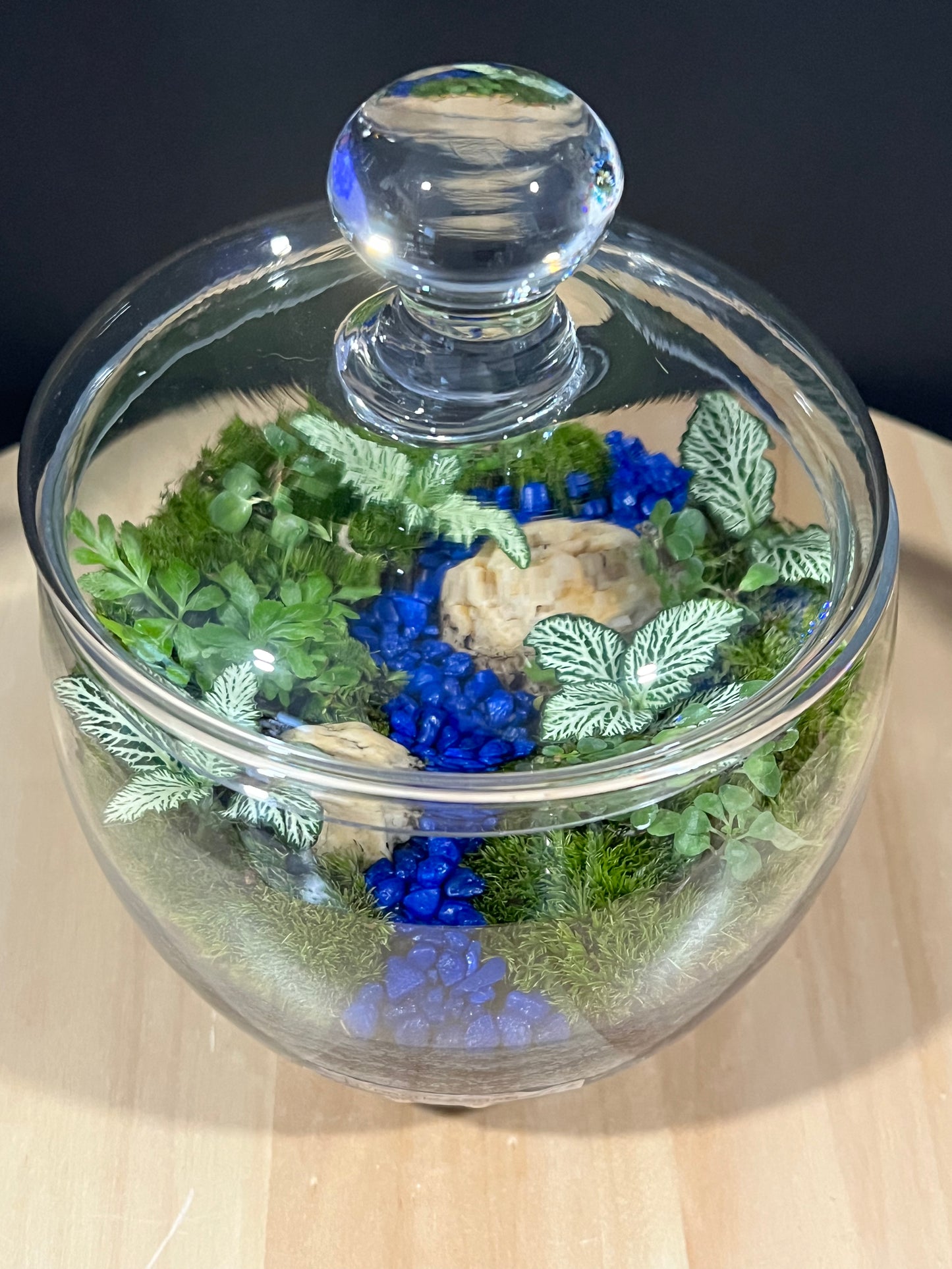 Terrarium 700