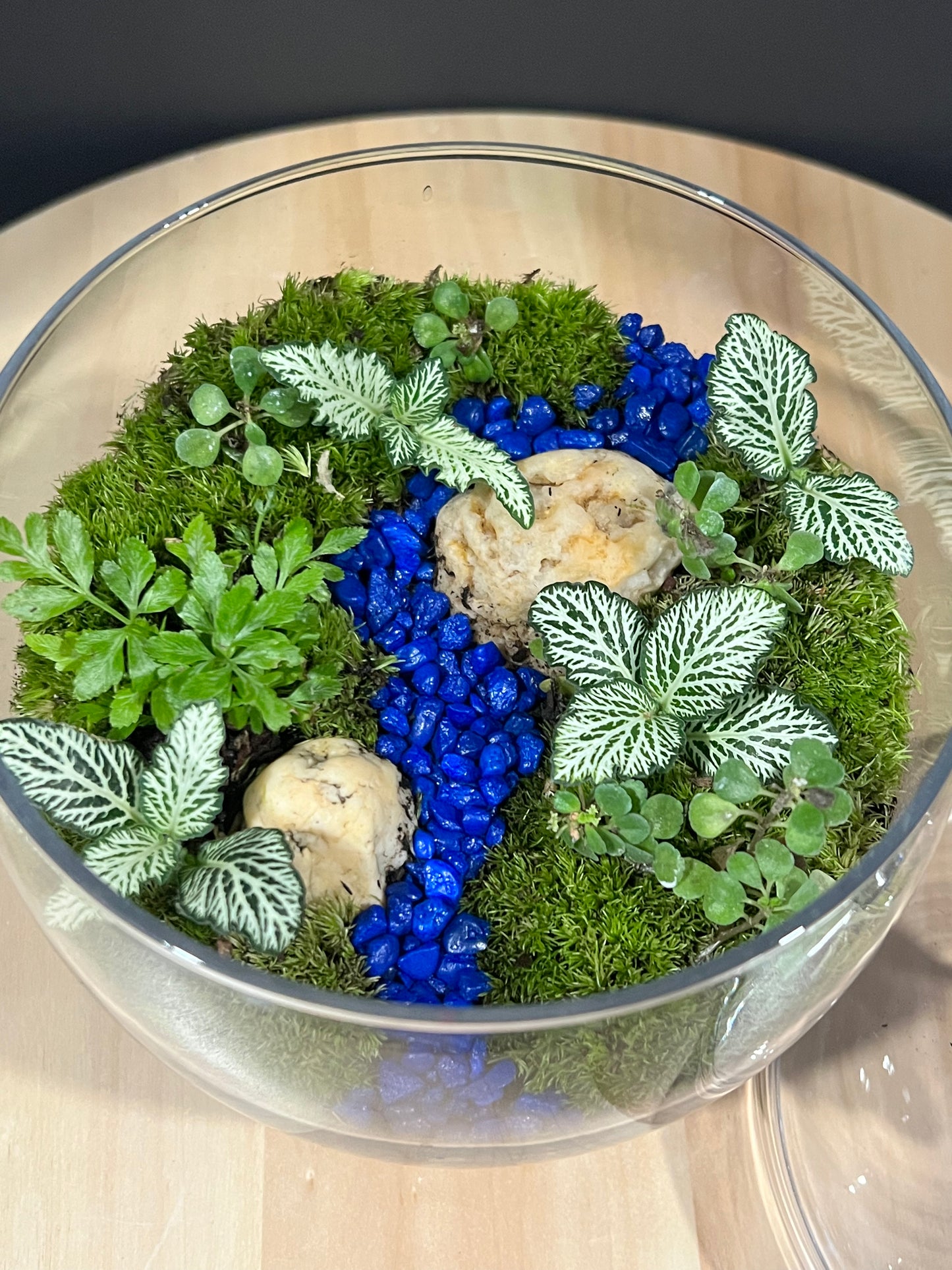Terrarium 700