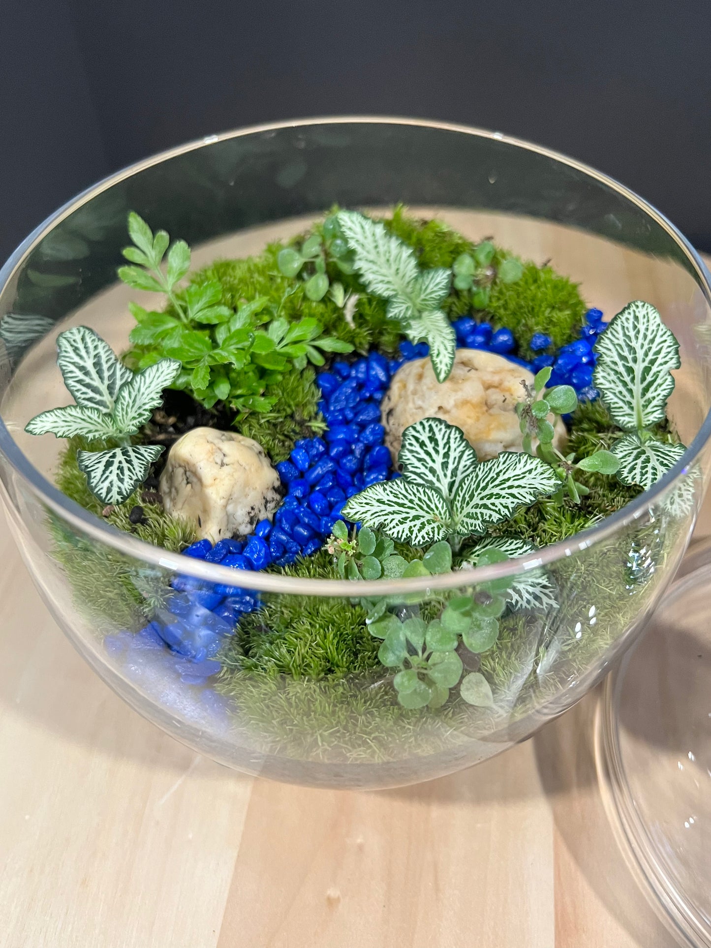 Terrarium 700