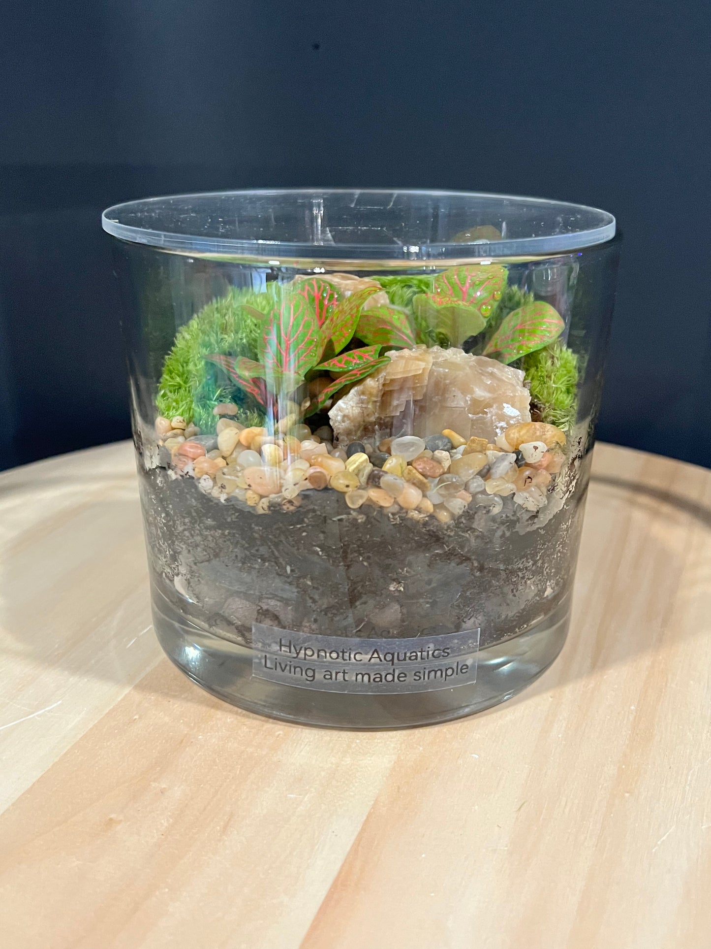 Terrarium 219