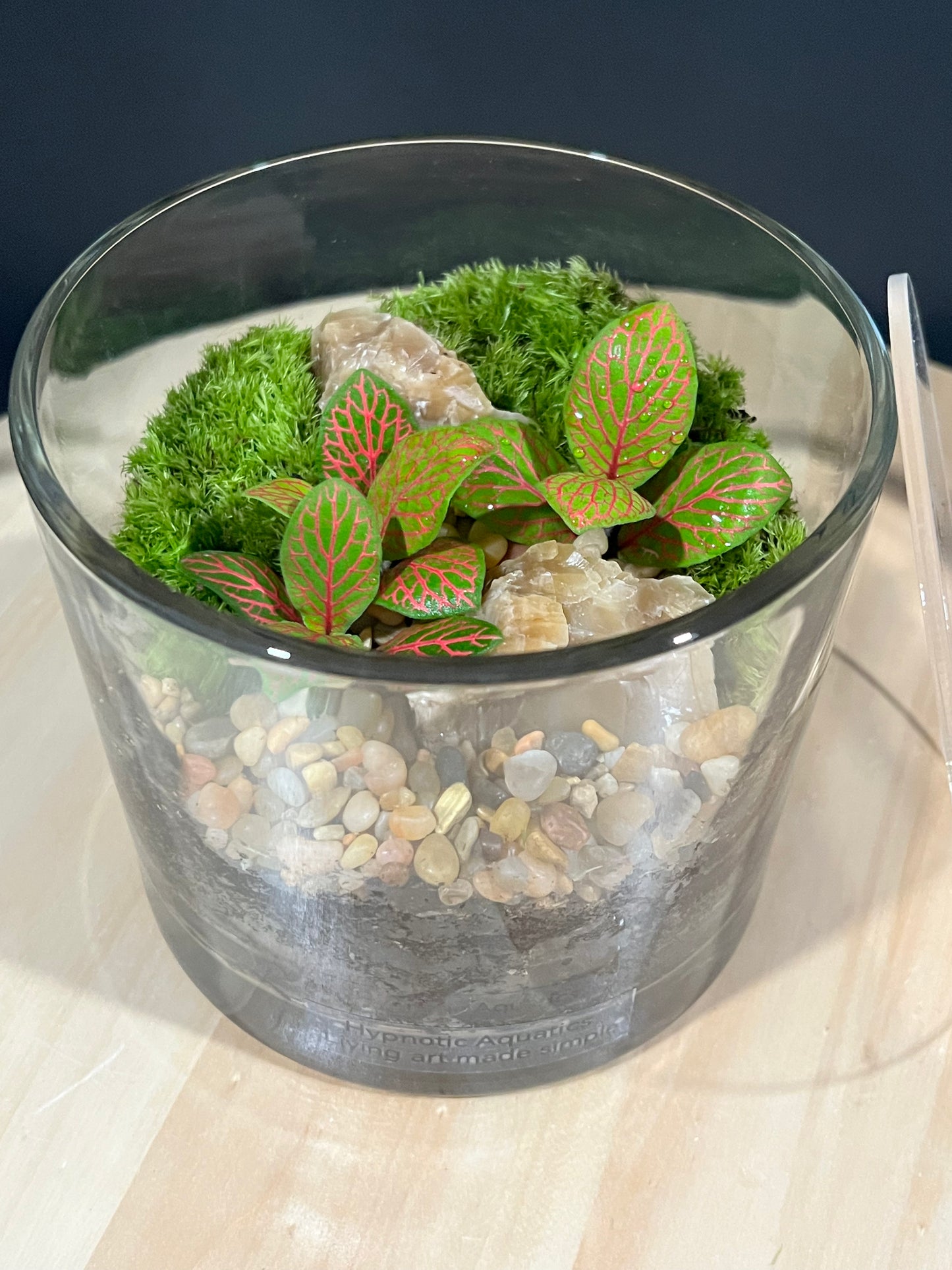 Terrarium 219