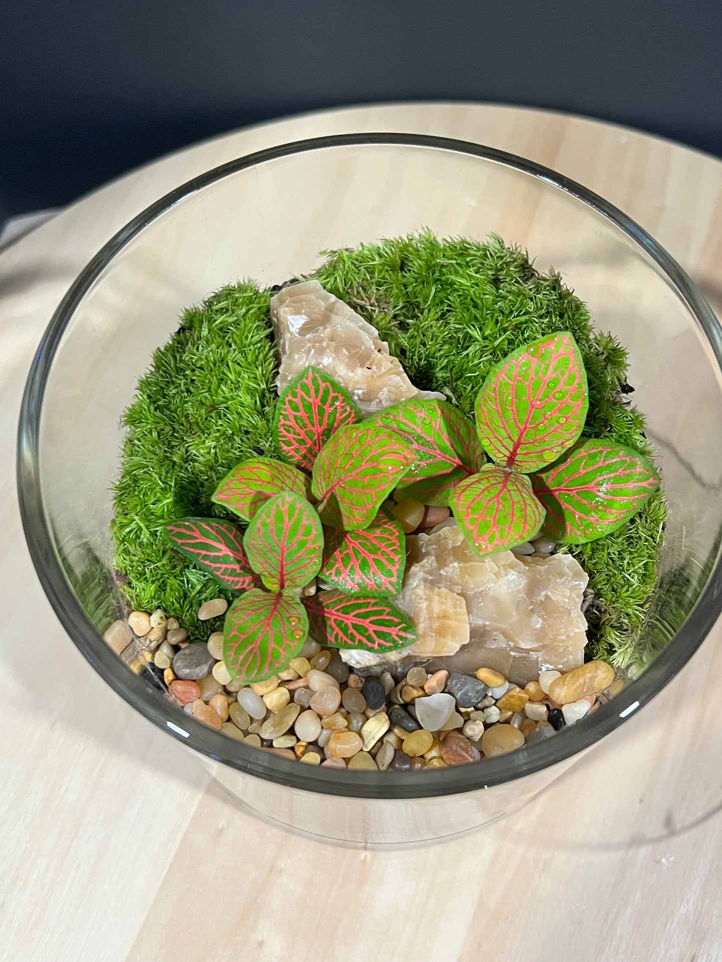 Terrarium 219