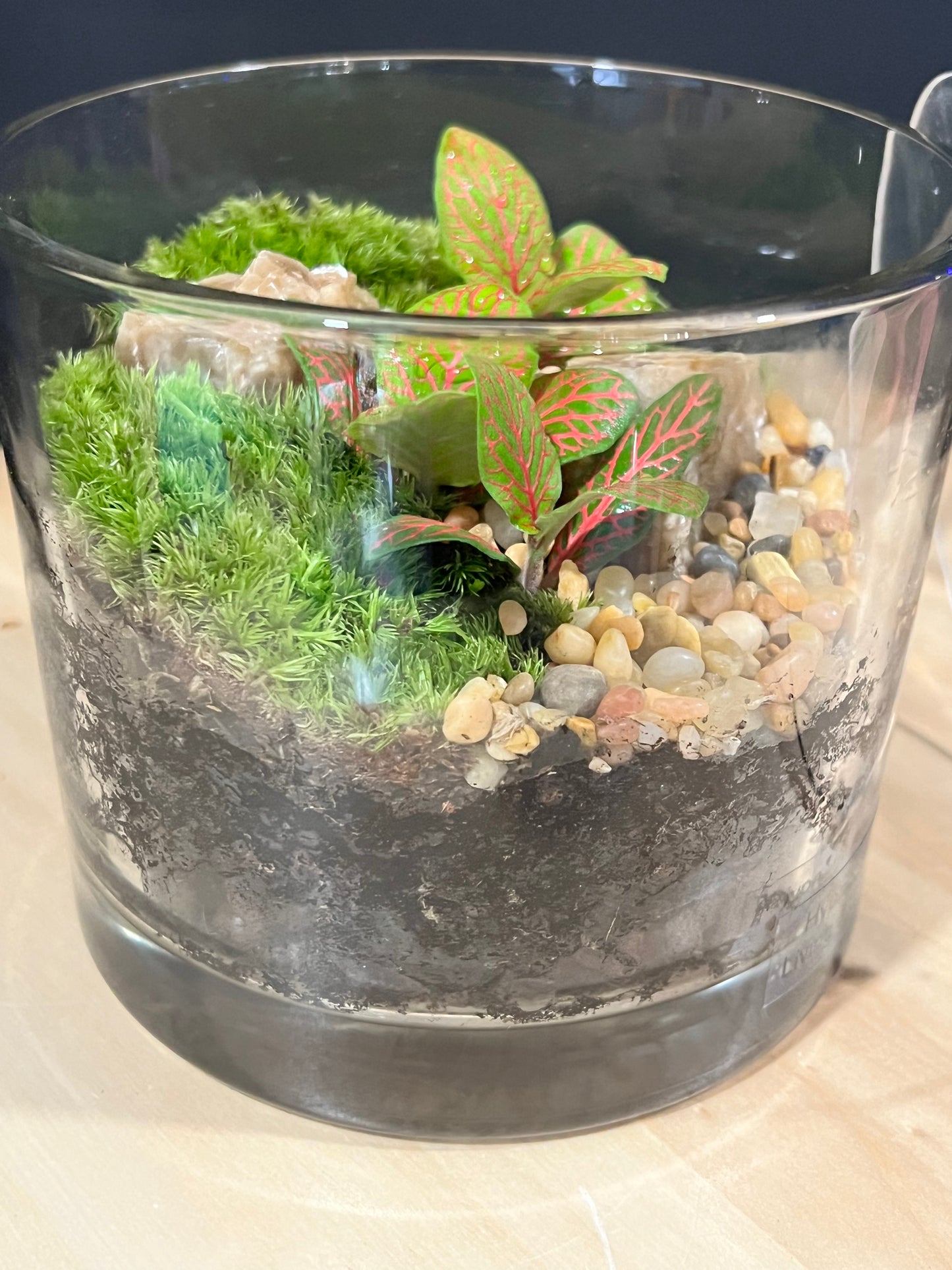 Terrarium 219