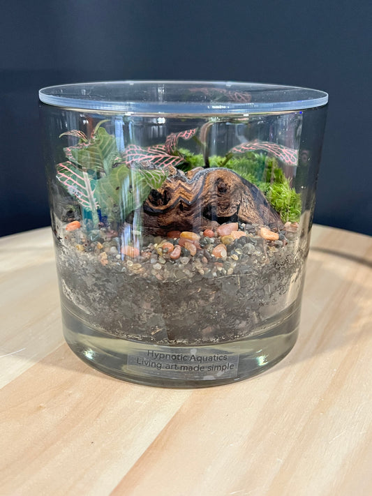 Terrarium 323