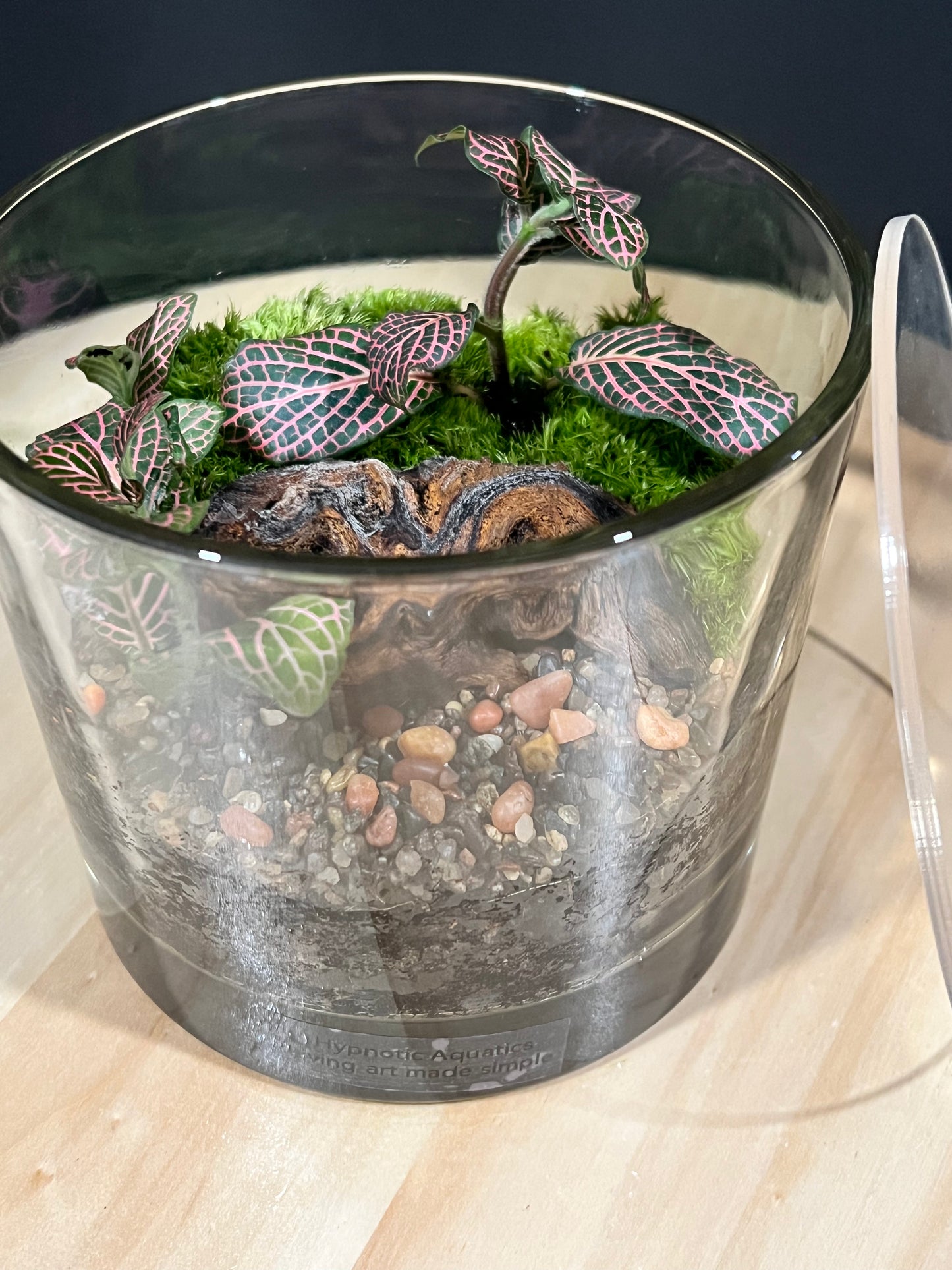 Terrarium 323