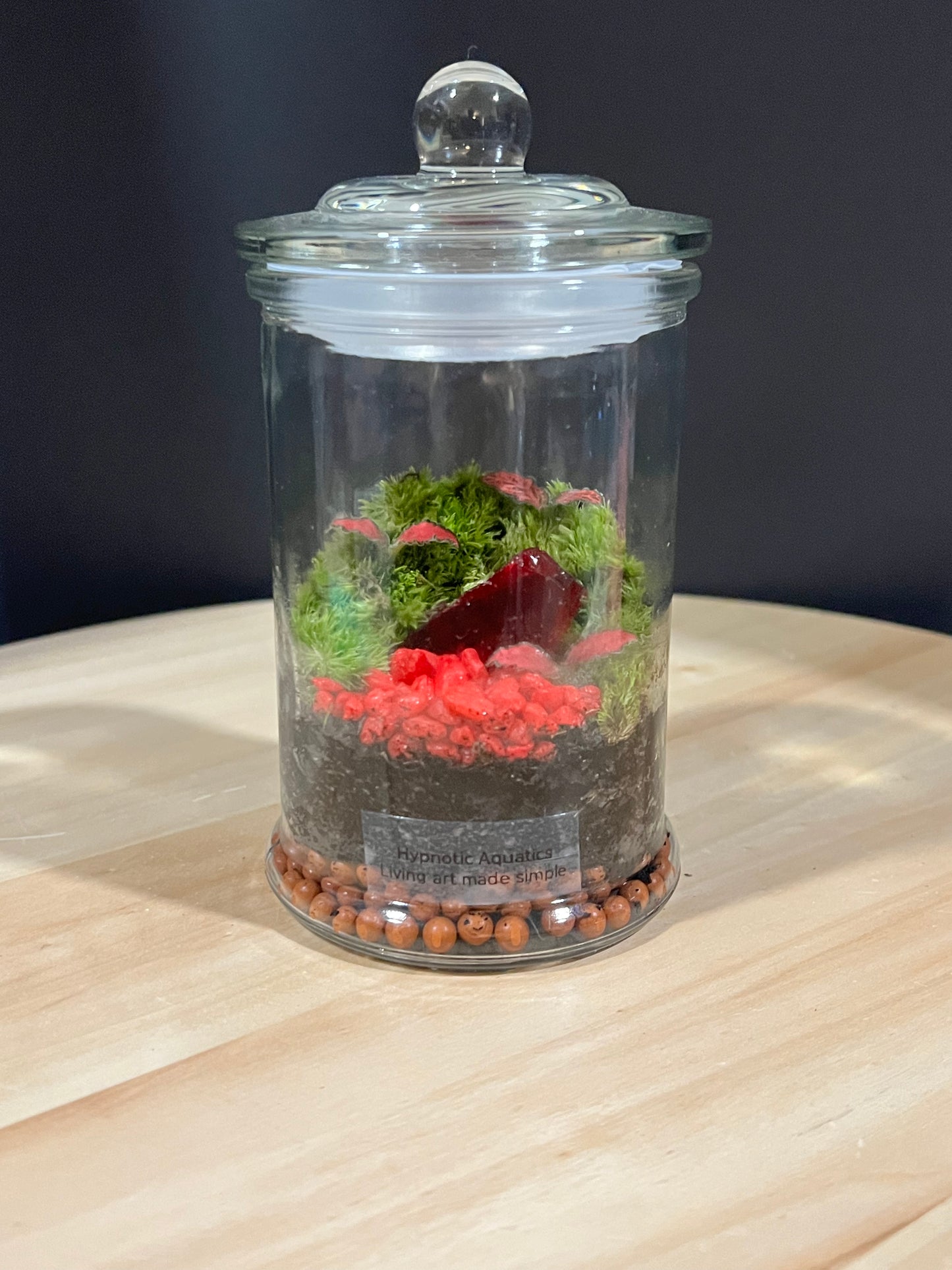 Terrarium 701