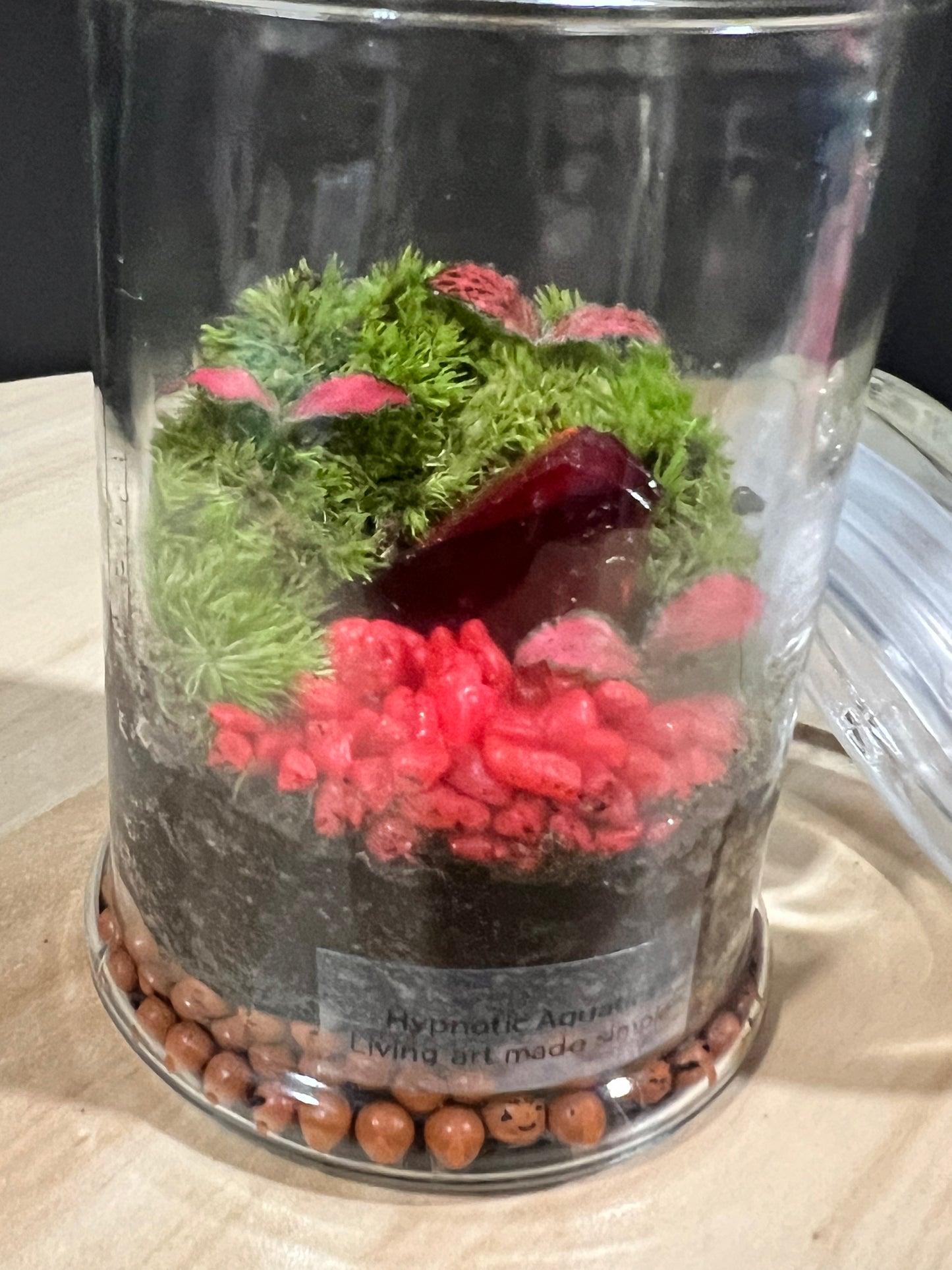 Terrarium 701