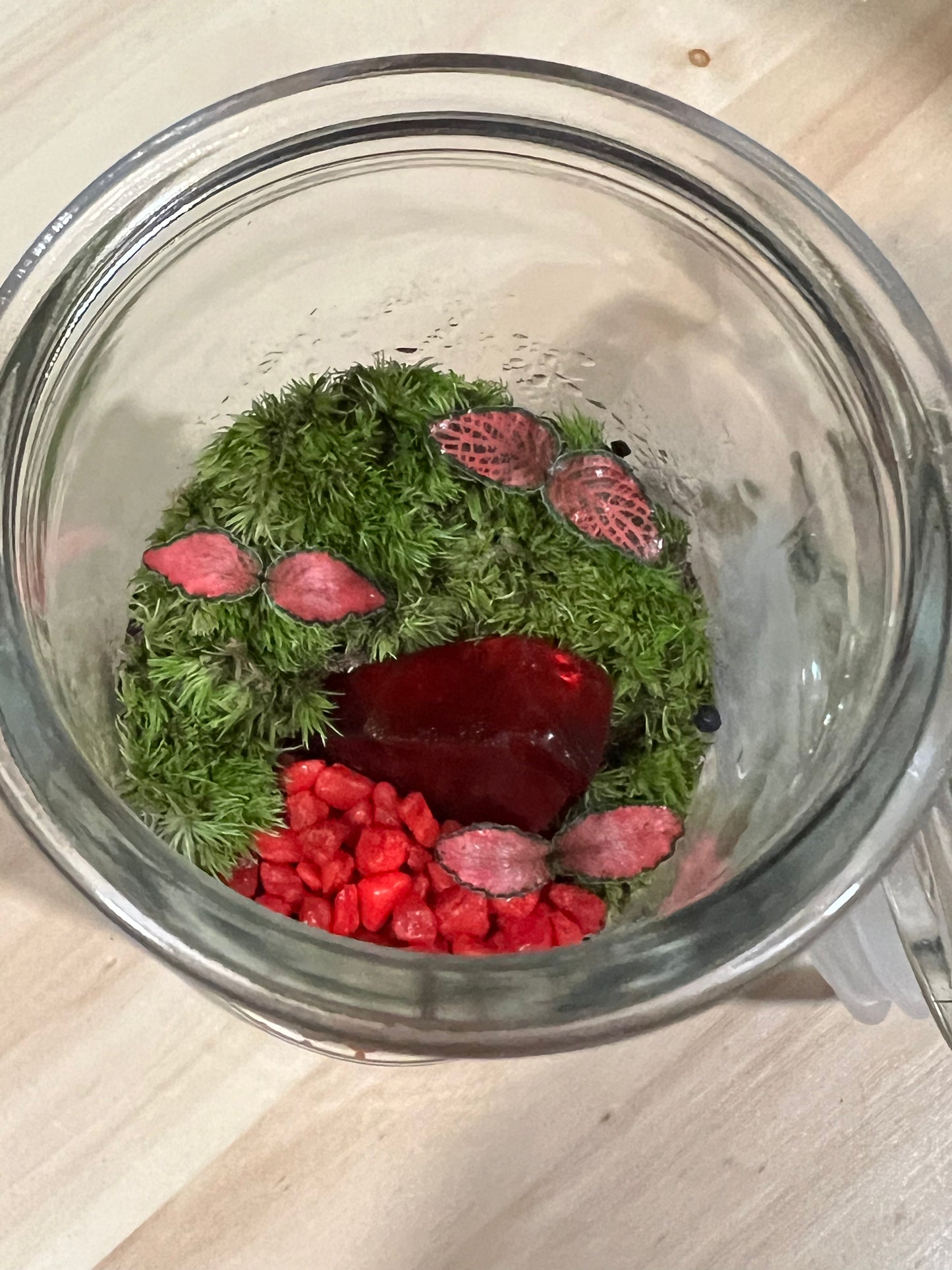 Terrarium 701