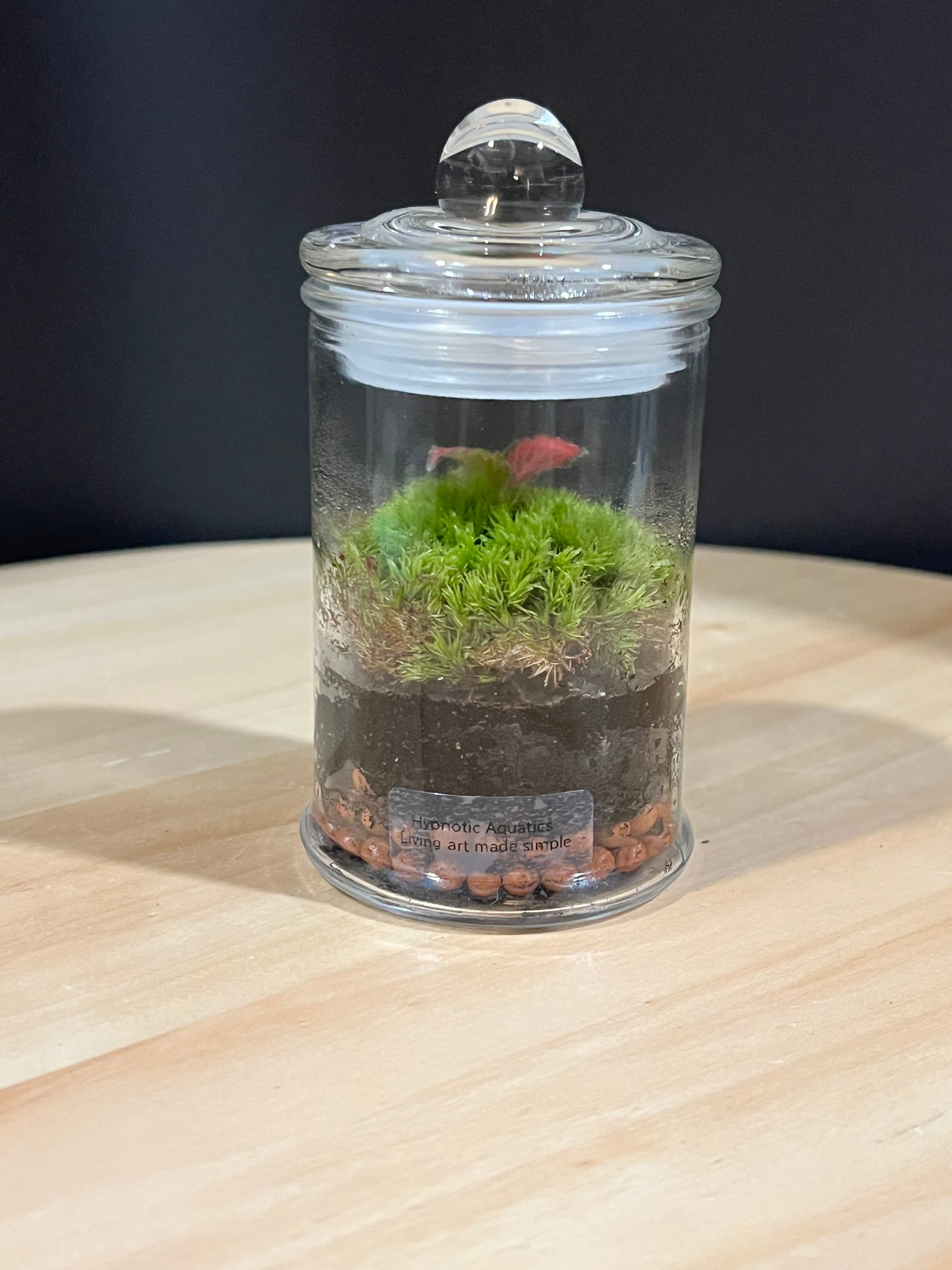 Terrarium 702