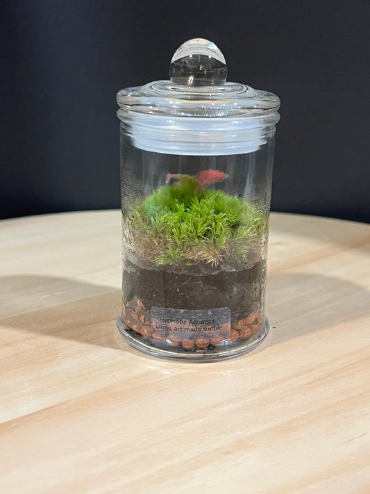 Terrarium 702