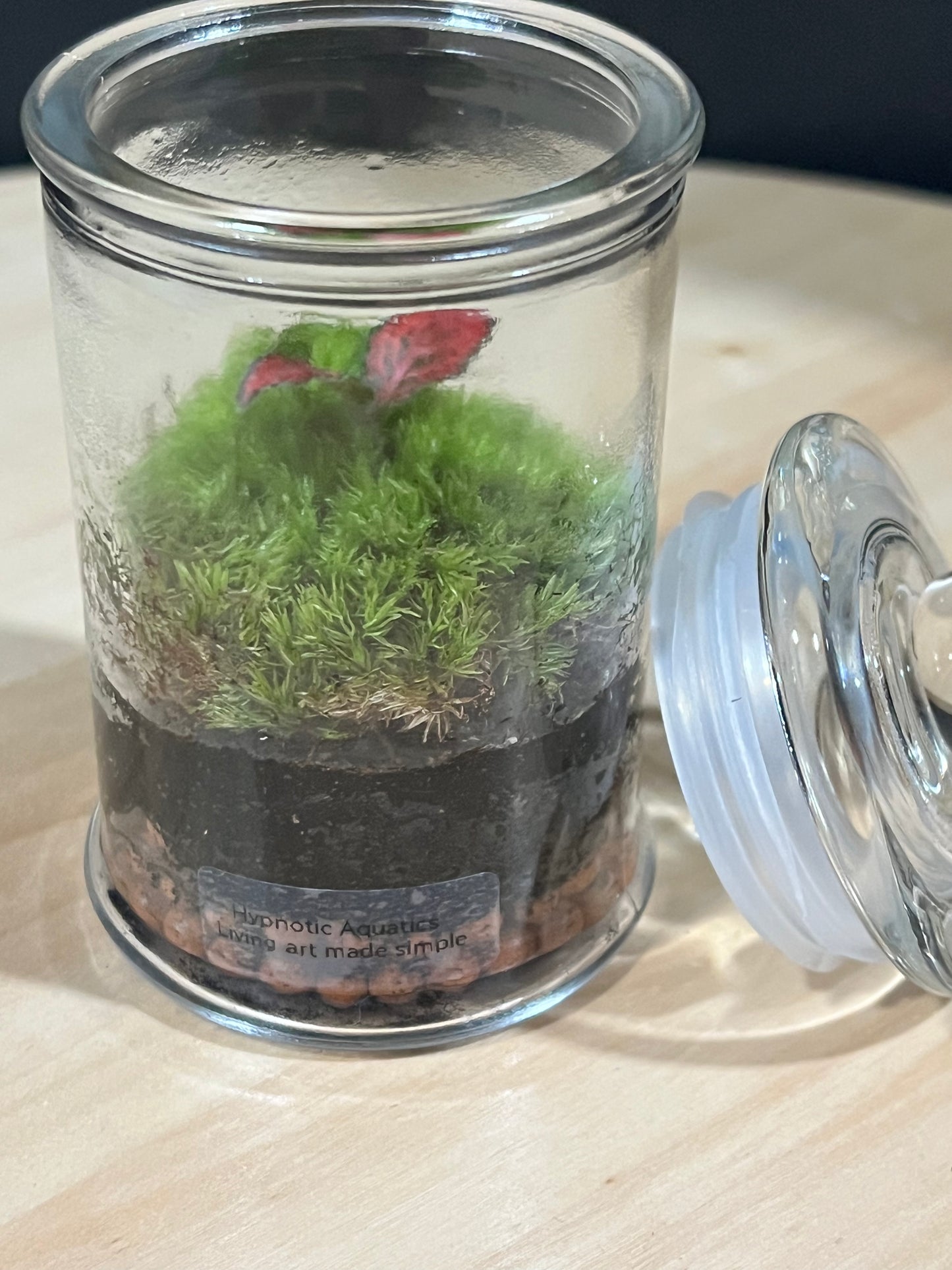Terrarium 702