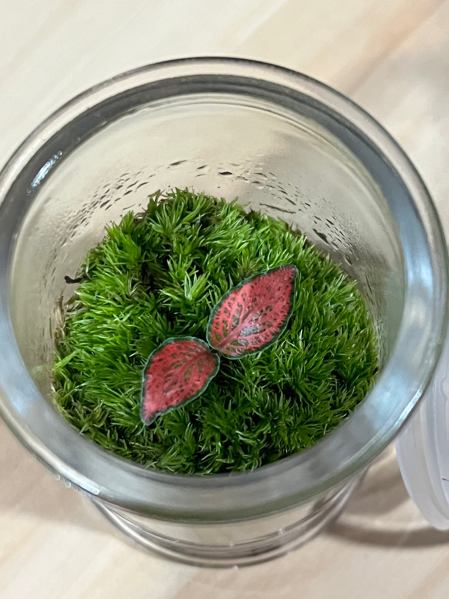Terrarium 702