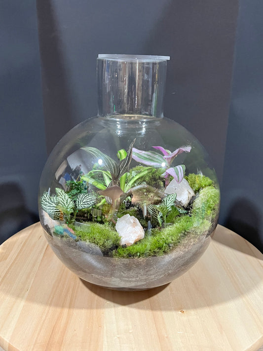 Terrarium 703
