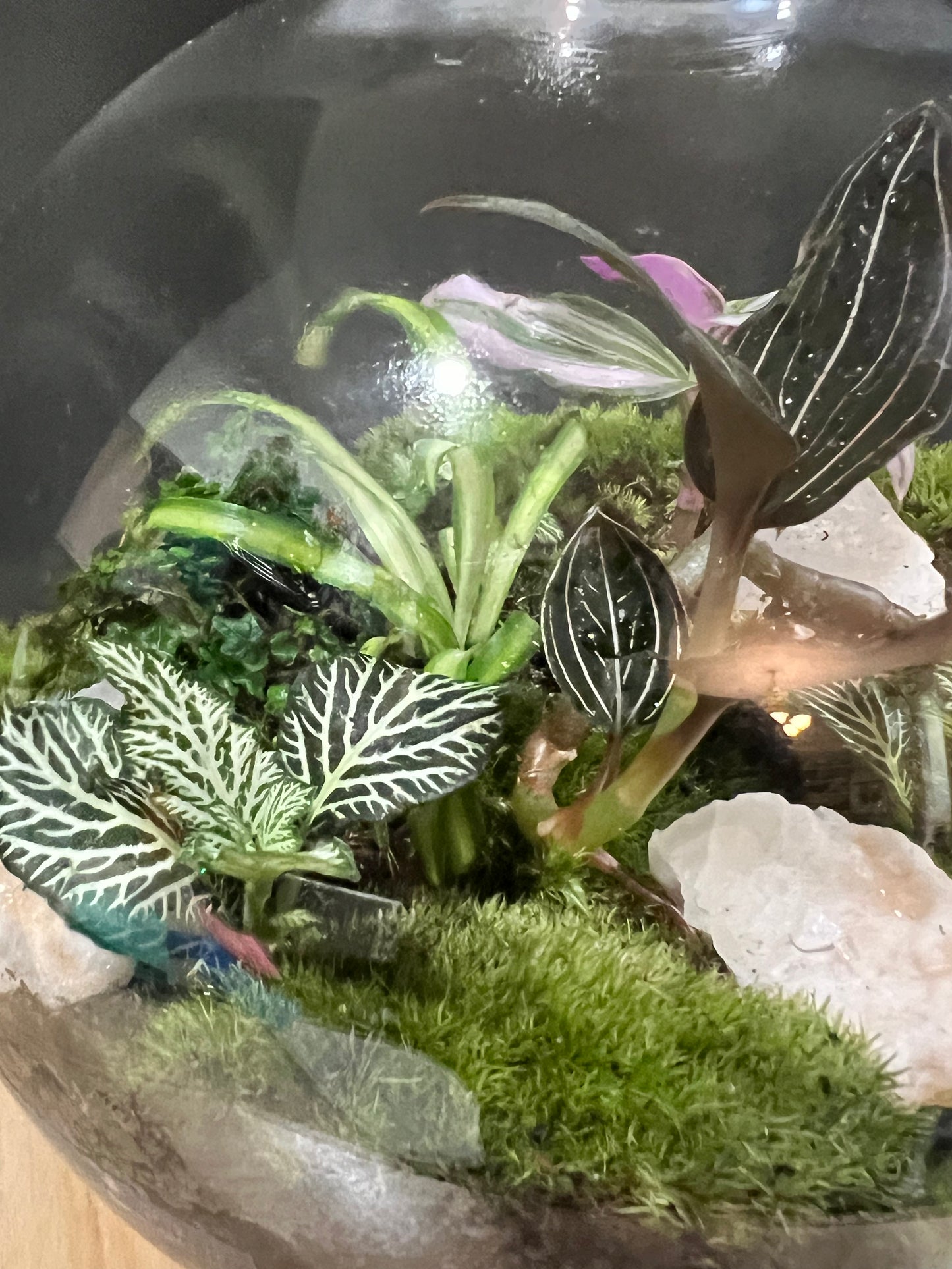 Terrarium 703