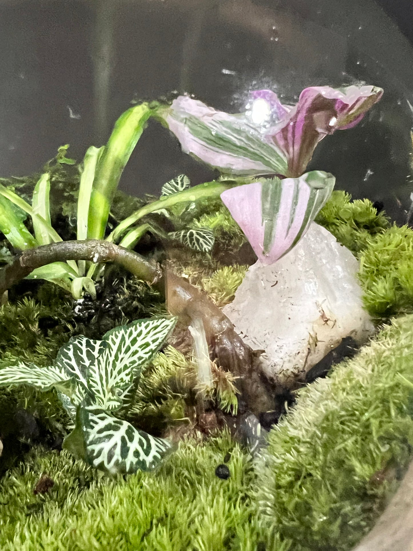 Terrarium 703